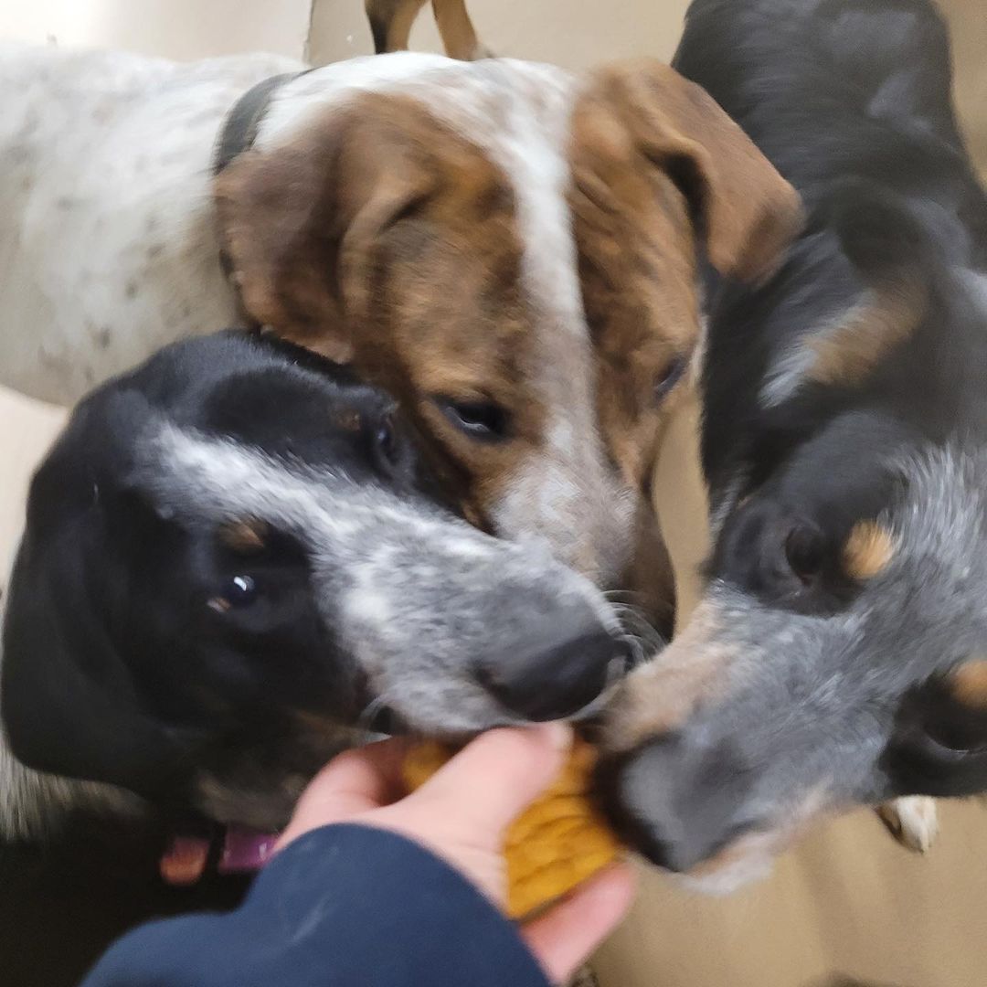 Anais made some delicious dog-friendly thanksgiving treats to share with our happy little rescues ♥️ 🧡 🤎