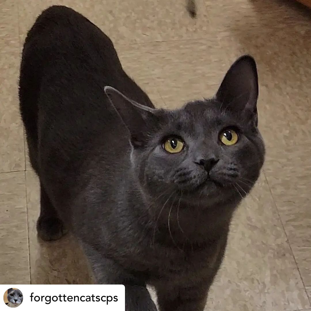 What a handsome stud!that just arrived at the Christiana PetSmart💙💙@forgottencatscps 

Adopt handsome STEELO! Apply online using link in bio or in person at Christiana Petsmart. 🐈‍⬛💙🐈‍⬛💙<a target='_blank' href='https://www.instagram.com/explore/tags/forgottencatschristiana/'>#forgottencatschristiana</a> <a target='_blank' href='https://www.instagram.com/explore/tags/forgottencats/'>#forgottencats</a> <a target='_blank' href='https://www.instagram.com/explore/tags/catsofinstagram/'>#catsofinstagram</a>