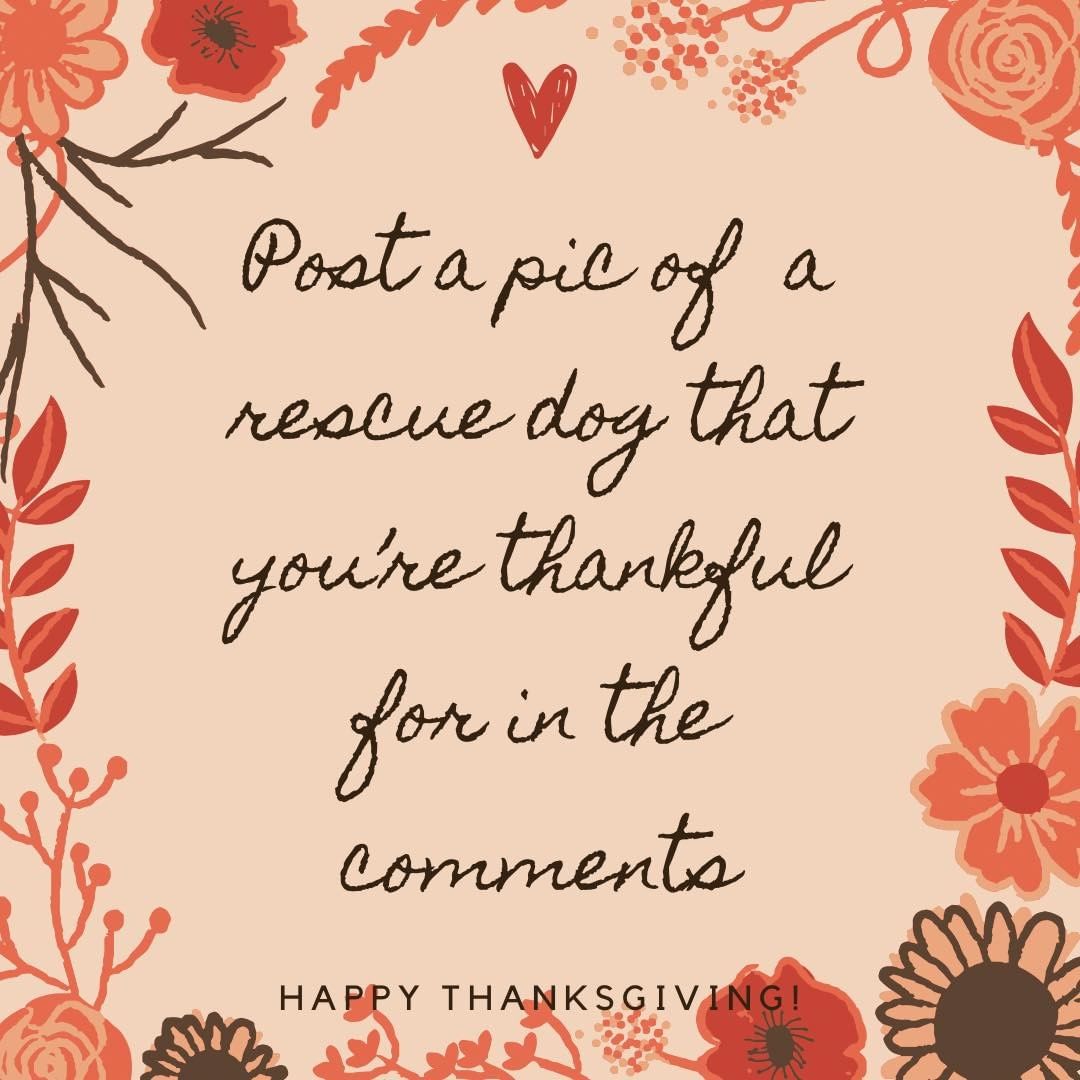 Let’s see the doggies you’re thankful for today (and everyday!) 🥰