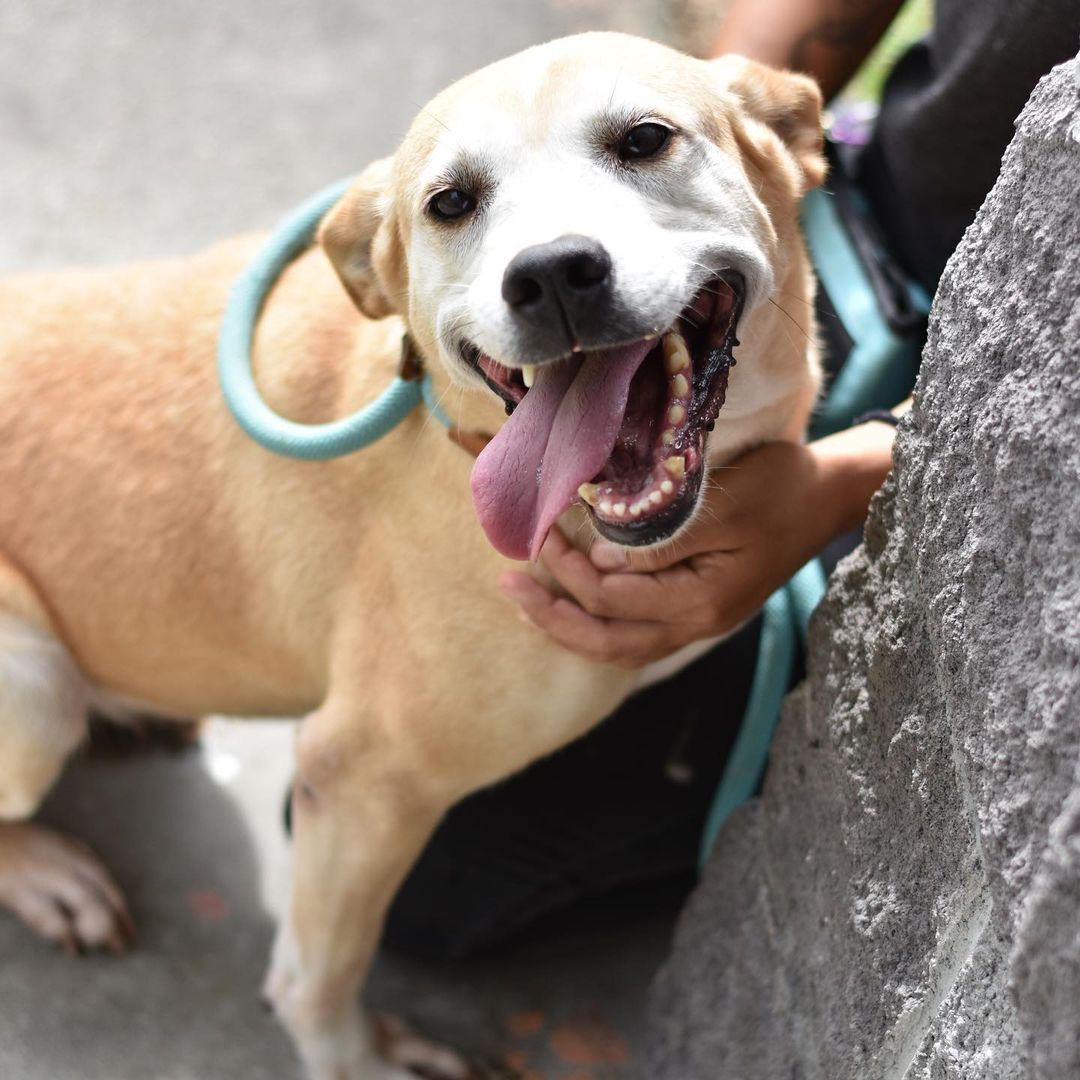 Looking for a last minute addition to make your Thanksgiving (and every day) complete? We’ve got your Butternut right here!

This lovely lady is approximately 6 years young, on the smaller side of medium and absolutely lives for belly rubs and pets. She is sure to fill your heart and home with a whole lot of love, this holiday season and beyond.

To make this little squash yours, submit your application at hihs.org!

🦃❤️🧈✨🍠

In observance of Thanksgiving, our shelters are closed tomorrow. We’ll also be closed on Friday for a day of learning for our team. Come visit us when we reopen for regular hours on Saturday at 10am at both of our locations in Keaau and The Animal Community Center in Holualoa! Our adoptable animals will be counting down the days until your visit and! even if you aren’t looking to adopt, you can still support the animals of Hawaii Island Humane Society by shopping in our retail shops - stocked with holiday surprises, toys, treats, and gear for the discerning dog or cat in your life and ✨100% of the proceeds go to the animals of HIHS, like Butternut!✨ Come say hi! 👋🏼

<a target='_blank' href='https://www.instagram.com/explore/tags/adoptButternutHIHS/'>#adoptButternutHIHS</a> <a target='_blank' href='https://www.instagram.com/explore/tags/shelterdog/'>#shelterdog</a> <a target='_blank' href='https://www.instagram.com/explore/tags/adoptashelterdog/'>#adoptashelterdog</a> <a target='_blank' href='https://www.instagram.com/explore/tags/butternutsquash/'>#butternutsquash</a> <a target='_blank' href='https://www.instagram.com/explore/tags/thanksgiving/'>#thanksgiving</a> <a target='_blank' href='https://www.instagram.com/explore/tags/thanksgivingdog/'>#thanksgivingdog</a>