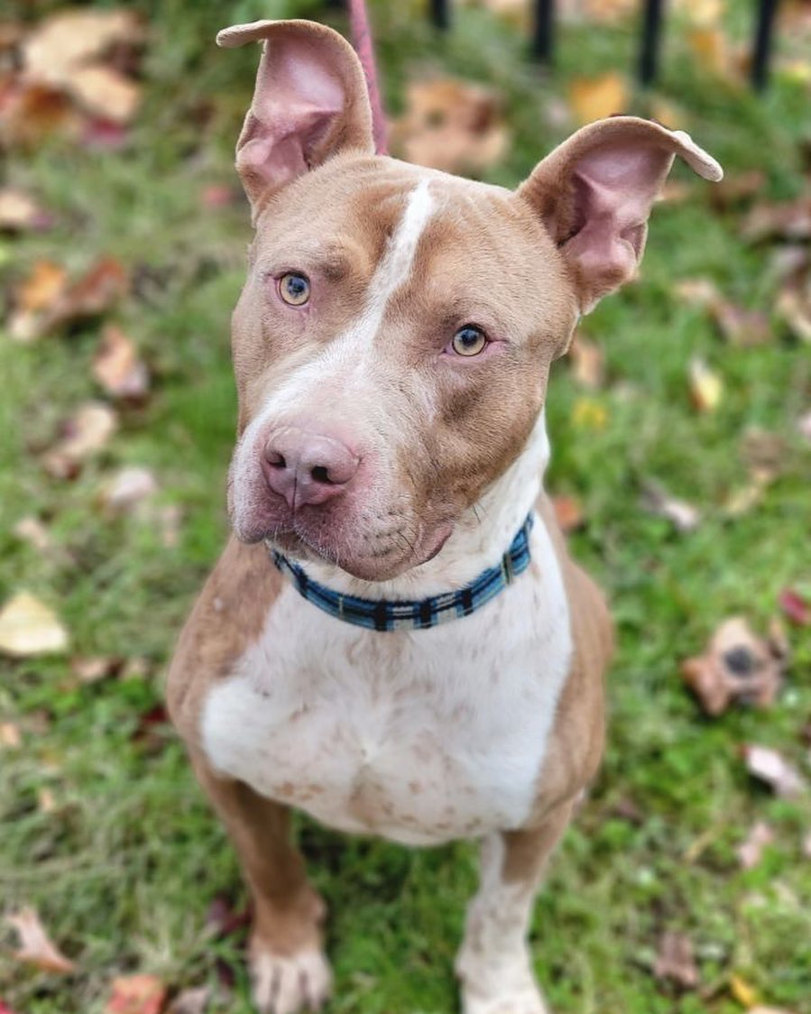 pet id 49009939

Arby is a young guy that is calm, easy going and friendly. He has been on adventures with a volunteer and he loves riding in the car, cuddling, Pupchinos and wearing a sweater to keep cozy. 

In his assessment Arby showed minor resource guarding when tested with food. Due to this we are limiting his adopters to those without small children and also sponsored him with training to help him adjust to a new home.

He is a good size around 60 pounds, has really unique cute spots and ears. He is sure to be a great companion for years to come.