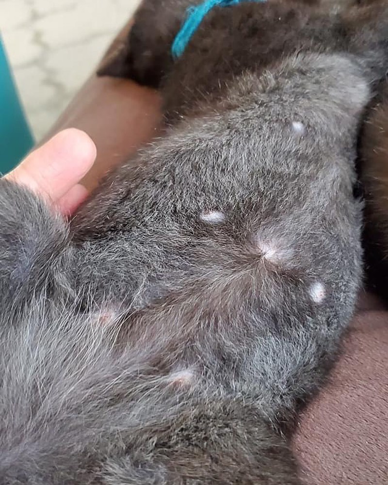 If you adopted Isaiah Washington you could look at this belly all day!