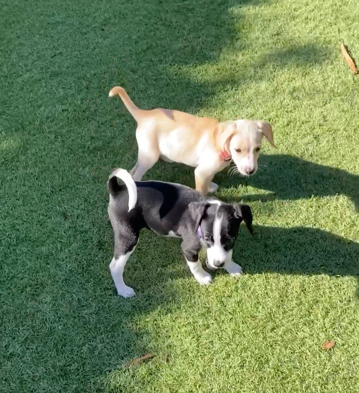 Hi, we are the girls from the “Latin” litter. We are 10 week old pittie/poodle mixes ready for our forever homes! 🐶💫

Our mom is a grey pittie (around 40 lbs) and our dad is a poodle (see picture attached), so we think we'll be about 30 lbs full grown! We were part of an accidental litter and almost ended up in the shelter with our mom before a kind lady stepped in and welcomed us into her home. 

She and her family (including 3 kids and 4 other doggos!) raised us for the past ten weeks, but knew she could not handle us anymore and entrusted HIT Living to place us with the best families! We are now split up in a few different foster homes while we wait for our new homes. We are all healthy, playful pups who love to play just as much as we love to cuddle with our people. 💛

HIT Living is looking for individuals or families who are willing to put in the time and effort to raise a puppy and who are ready to commit to loving us FOR LIFE! 

There’s 6 boys and 3 girls total. The puppies featured in this post are:

- J Lo (black/white, short hair)
- Shakira (white/tan, short hair)
- Selena (all black, short hair, runt)

Apply to adopt us at hitlivingfoundation.org

<a target='_blank' href='https://www.instagram.com/explore/tags/hitliving/'>#hitliving</a> <a target='_blank' href='https://www.instagram.com/explore/tags/foundlove/'>#foundlove</a> <a target='_blank' href='https://www.instagram.com/explore/tags/pitbullpuppies/'>#pitbullpuppies</a> <a target='_blank' href='https://www.instagram.com/explore/tags/pittiepuppy/'>#pittiepuppy</a> <a target='_blank' href='https://www.instagram.com/explore/tags/poodlepuppies/'>#poodlepuppies</a> <a target='_blank' href='https://www.instagram.com/explore/tags/poodlemix/'>#poodlemix</a> <a target='_blank' href='https://www.instagram.com/explore/tags/puppyoftheday/'>#puppyoftheday</a> <a target='_blank' href='https://www.instagram.com/explore/tags/puppiesofinsta/'>#puppiesofinsta</a> <a target='_blank' href='https://www.instagram.com/explore/tags/puppiesoftheday/'>#puppiesoftheday</a> <a target='_blank' href='https://www.instagram.com/explore/tags/losangeles/'>#losangeles</a> <a target='_blank' href='https://www.instagram.com/explore/tags/puppiesmakemehappy/'>#puppiesmakemehappy</a> <a target='_blank' href='https://www.instagram.com/explore/tags/sfv/'>#sfv</a>