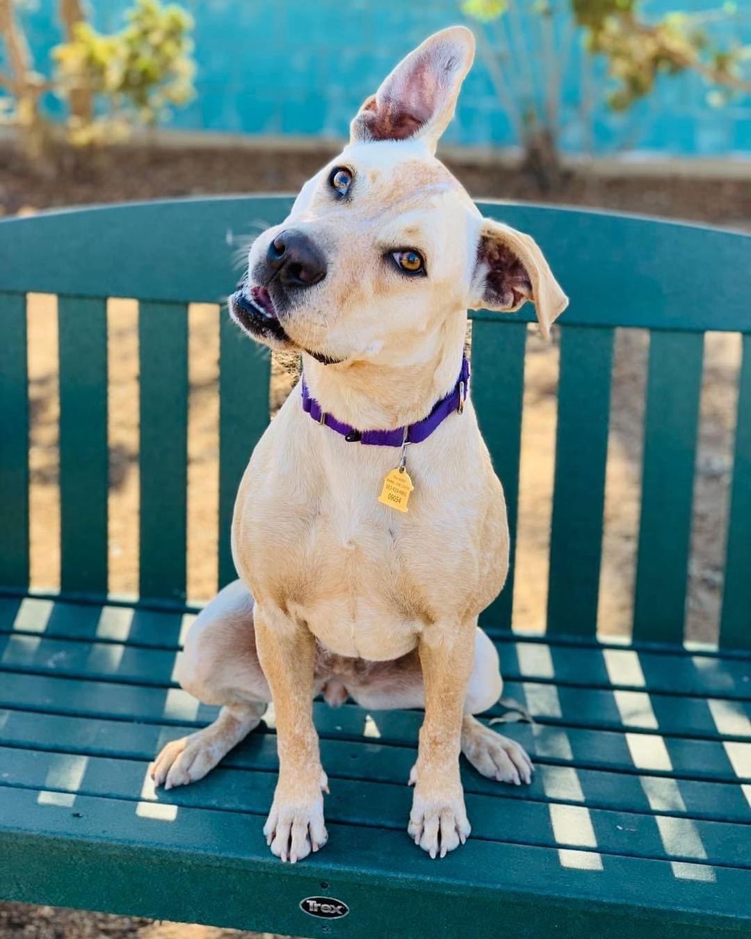 And the cutest head tilt award goes to… CRICKET!  This fun girl is full of life and ready to go go GO!  She is your perfect medium size dog and has the cutest body wiggles when meeting new people.  She is truly such a ham and so sweet! 💛

Click on the link in our Bio for more information.