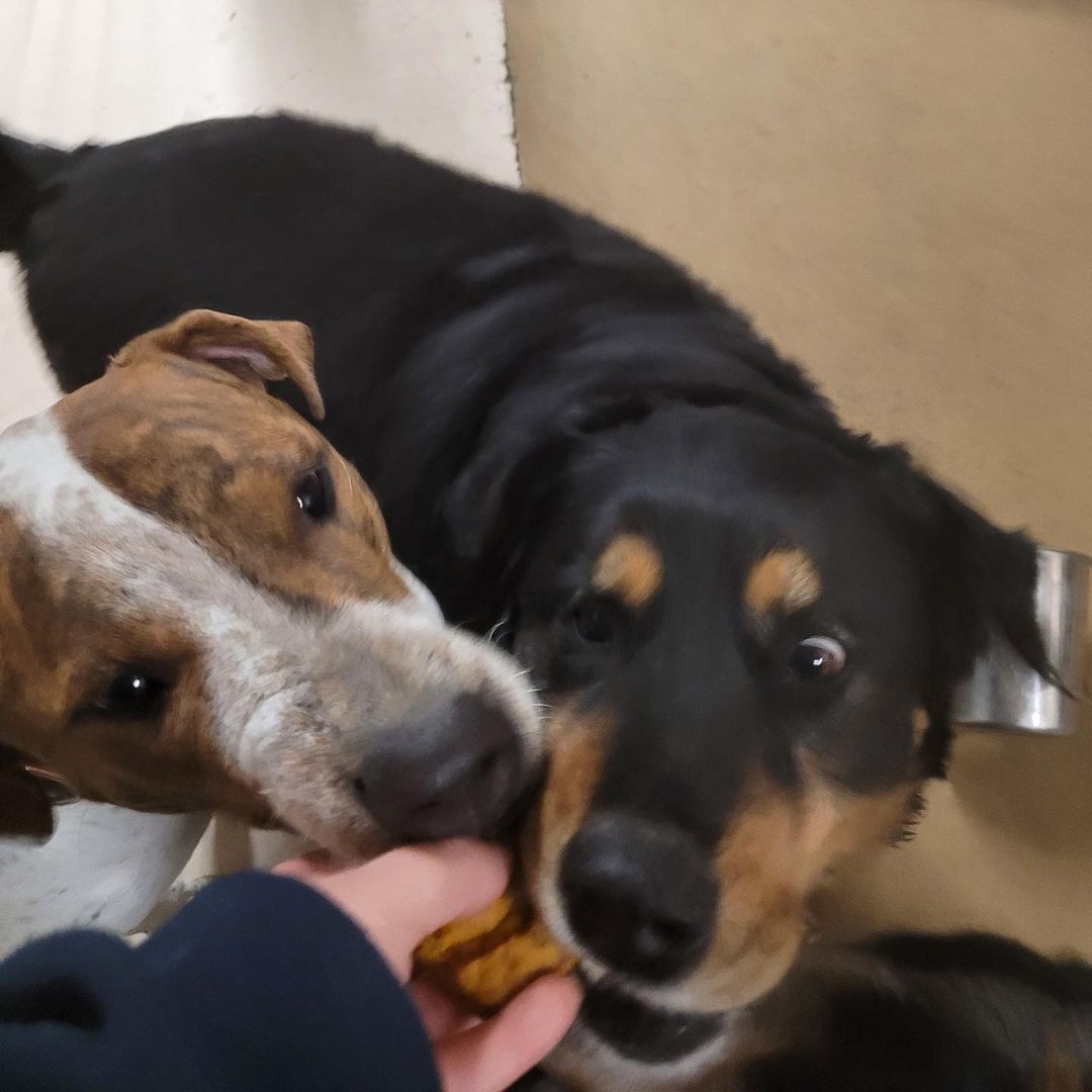 Anais made some delicious dog-friendly thanksgiving treats to share with our happy little rescues ♥️ 🧡 🤎