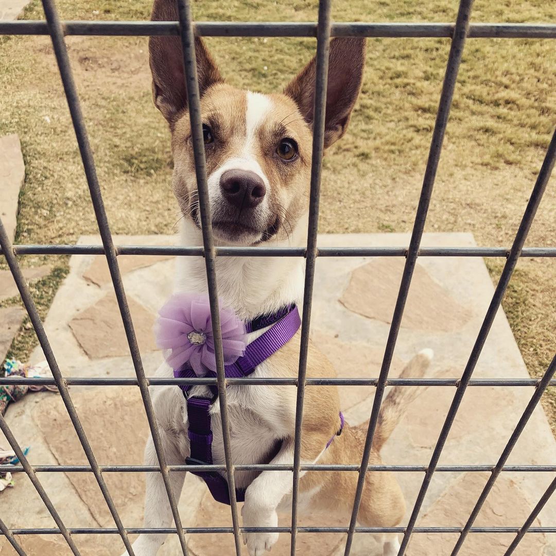 Butterfly got a new collar and harness 💜 You can read about this precious little girl at the link in our bio. Message us if you’re interested in meeting her. <a target='_blank' href='https://www.instagram.com/explore/tags/lubbock/'>#lubbock</a> <a target='_blank' href='https://www.instagram.com/explore/tags/dogsoflubbock/'>#dogsoflubbock</a> <a target='_blank' href='https://www.instagram.com/explore/tags/redraiders/'>#redraiders</a> <a target='_blank' href='https://www.instagram.com/explore/tags/ttu/'>#ttu</a> <a target='_blank' href='https://www.instagram.com/explore/tags/texastech/'>#texastech</a> <a target='_blank' href='https://www.instagram.com/explore/tags/westtexasdogs/'>#westtexasdogs</a>