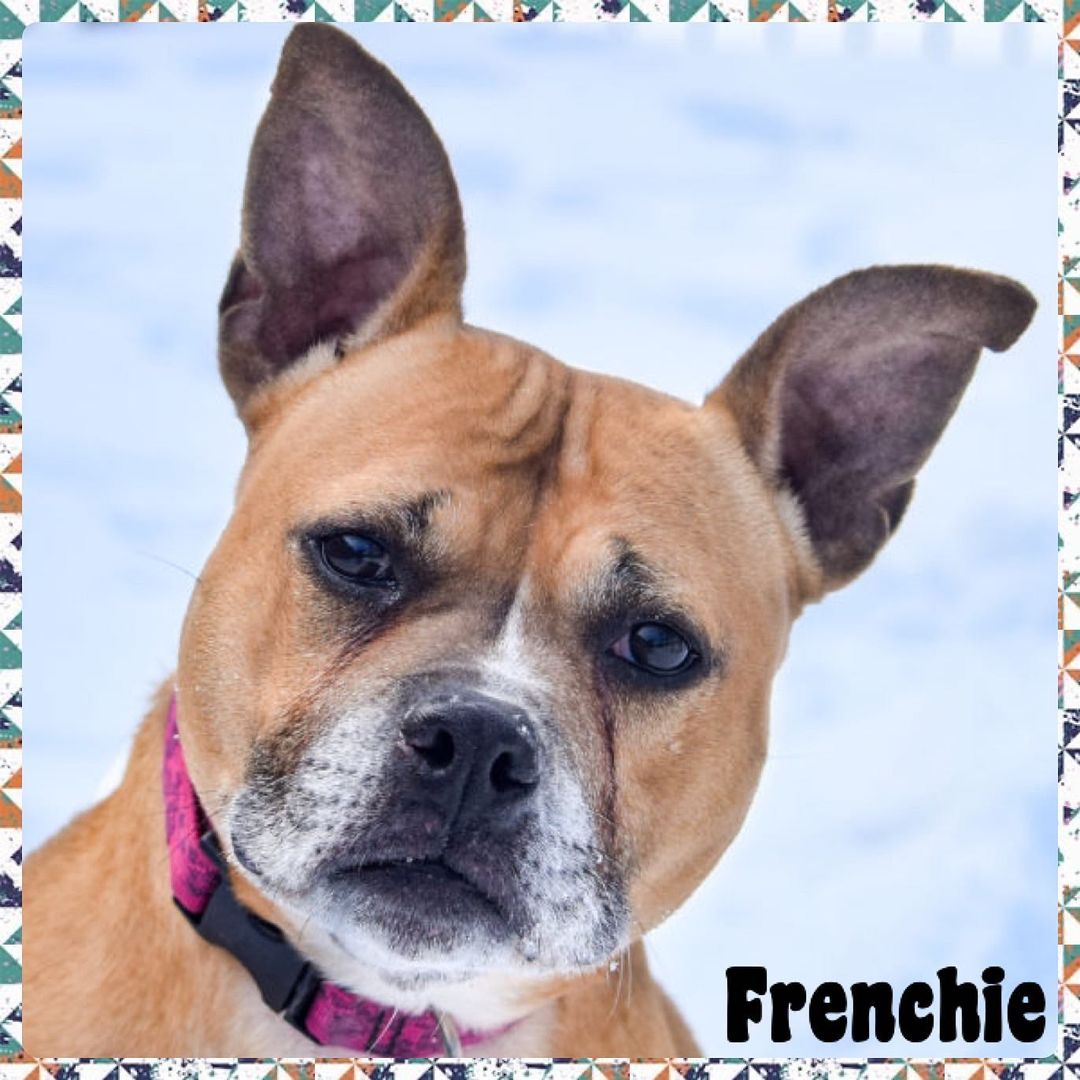 www.animalhouseshelter.com

Forever Home Friday! ❤

Frenchie and Pearl are patiently waiting for someone to scoop them up and take them home!

Meet Frenchie! A 7 year old fun loving American Staffordshire Terrier/Boxer mix that is as smart as she is sweet!

Look at that beautiful face! Frenchie is a volunteer favorite! She loves to walk with volunteers and play in the yard. She is house trained and keeps her kennel very clean. This smart girl knows the commands “sit”, “stay” and “lay down”. Frenchie is very affectionate, enjoys to roll in the grass and loves to play! She is good for baths, ear cleanings, and nail trims. Frenchie would do better in an adult only home without any other pets. This sweet girl has waited a long time to find her forever home where she can be loved the way she deserves!

Meet Pearl!  Pearl is a 7 year old domestic shorthair.  This beautiful girl is extremely sweet and affectionate.  She is good with cats, dogs, and people.  She would make a great addition to any family!

SHARE, SHARE, SHARE!!!
.
.
. 
Volunteer here: https://www.animalhouseshelter.com/volunteer/
Donate here: https://www.animalhouseshelter.com/donate-now/
How to Foster: https://www.animalhouseshelter.com/foster/
Application to Adopt: https://www.animalhouseshelter.com/adoption-application/
How to Adopt: https://www.animalhouseshelter.com/adopt/
Adoptable Dogs: https://www.animalhouseshelter.com/dogs/
Adoptable Cats: https://www.animalhouseshelter.com/cats/
Volunteering: https://www.animalhouseshelter.com/volunteer/
Amazon wish list: https://www.amazon.com/.../3NLUPIBFE.../ref=cm_wl_rlist_go_o
?
Wishlist: https://www.animalhouseshelter.com/wish-list/
<a target='_blank' href='https://www.instagram.com/explore/tags/loveisrescued/'>#loveisrescued</a> <a target='_blank' href='https://www.instagram.com/explore/tags/adoptdontshop/'>#adoptdontshop</a>
<a target='_blank' href='https://www.instagram.com/explore/tags/adoptme/'>#adoptme</a> <a target='_blank' href='https://www.instagram.com/explore/tags/animalhouseshelterhuntley/'>#animalhouseshelterhuntley</a> <a target='_blank' href='https://www.instagram.com/explore/tags/huntleyanimalshelter/'>#huntleyanimalshelter</a>
<a target='_blank' href='https://www.instagram.com/explore/tags/animalrescue/'>#animalrescue</a> <a target='_blank' href='https://www.instagram.com/explore/tags/adoptabledogs/'>#adoptabledogs</a> <a target='_blank' href='https://www.instagram.com/explore/tags/rescue/'>#rescue</a> <a target='_blank' href='https://www.instagram.com/explore/tags/dogs/'>#dogs</a> <a target='_blank' href='https://www.instagram.com/explore/tags/cats/'>#cats</a> <a target='_blank' href='https://www.instagram.com/explore/tags/nokill/'>#nokill</a> <a target='_blank' href='https://www.instagram.com/explore/tags/charity/'>#charity</a> <a target='_blank' href='https://www.instagram.com/explore/tags/nonprofit/'>#nonprofit</a> <a target='_blank' href='https://www.instagram.com/explore/tags/animalshelter/'>#animalshelter</a> <a target='_blank' href='https://www.instagram.com/explore/tags/shelter/'>#shelter</a> <a target='_blank' href='https://www.instagram.com/explore/tags/animals/'>#animals</a> <a target='_blank' href='https://www.instagram.com/explore/tags/adopt/'>#adopt</a> <a target='_blank' href='https://www.instagram.com/explore/tags/foster/'>#foster</a> <a target='_blank' href='https://www.instagram.com/explore/tags/volunteer/'>#volunteer</a> <a target='_blank' href='https://www.instagram.com/explore/tags/donate/'>#donate</a> <a target='_blank' href='https://www.instagram.com/explore/tags/fundraiser/'>#fundraiser</a> <a target='_blank' href='https://www.instagram.com/explore/tags/event/'>#event</a> <a target='_blank' href='https://www.instagram.com/explore/tags/fundraising/'>#fundraising</a> <a target='_blank' href='https://www.instagram.com/explore/tags/donations/'>#donations</a> <a target='_blank' href='https://www.instagram.com/explore/tags/savealife/'>#savealife</a> <a target='_blank' href='https://www.instagram.com/explore/tags/humanesociety/'>#humanesociety</a> <a target='_blank' href='https://www.instagram.com/explore/tags/homeless/'>#homeless</a>