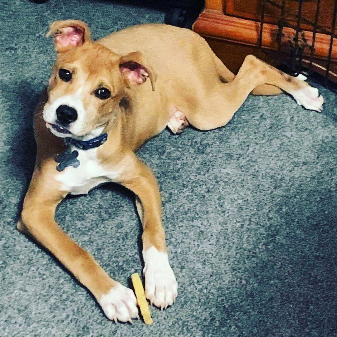 Meet Gus! Gus is a 5-month-old Retriever mix who is as smart as he is cute! 🥰  This handsome pup knows commands such as sit, down, paw, and other paw. He is very food motivated which makes training a breeze! He is generally pretty quiet in his kennel and is working on his potty training and leash walking skills. Who can say no to a face like this!? 
Apply to meet Gus at jrspupsnstuff.org
DS 270089 <a target='_blank' href='https://www.instagram.com/explore/tags/jrsdogsofinstagram/'>#jrsdogsofinstagram</a> <a target='_blank' href='https://www.instagram.com/explore/tags/jrspups/'>#jrspups</a> <a target='_blank' href='https://www.instagram.com/explore/tags/rescuedogsofinstagram/'>#rescuedogsofinstagram</a> <a target='_blank' href='https://www.instagram.com/explore/tags/jrspupsnstuff/'>#jrspupsnstuff</a> <a target='_blank' href='https://www.instagram.com/explore/tags/rescuedog/'>#rescuedog</a> <a target='_blank' href='https://www.instagram.com/explore/tags/rescue/'>#rescue</a> <a target='_blank' href='https://www.instagram.com/explore/tags/foster/'>#foster</a> <a target='_blank' href='https://www.instagram.com/explore/tags/adopt/'>#adopt</a> <a target='_blank' href='https://www.instagram.com/explore/tags/fosteringsaveslives/'>#fosteringsaveslives</a> <a target='_blank' href='https://www.instagram.com/explore/tags/fosterdog/'>#fosterdog</a> <a target='_blank' href='https://www.instagram.com/explore/tags/adoptdontshop/'>#adoptdontshop</a>