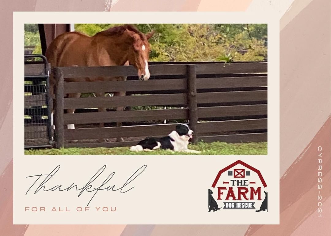 In honor of our best friends this Thanksgiving, please share what it is about your dogs that you’re grateful for. Please drop a photo of your pup in the comments section below.

We are thankful for our adopters, volunteers and support that we receive from so many in our community. 

Happy Thanksgiving 🍁 

🐶🦃🍁 <a target='_blank' href='https://www.instagram.com/explore/tags/Thanksgiving/'>#Thanksgiving</a> <a target='_blank' href='https://www.instagram.com/explore/tags/thankful/'>#thankful</a> <a target='_blank' href='https://www.instagram.com/explore/tags/dog/'>#dog</a>