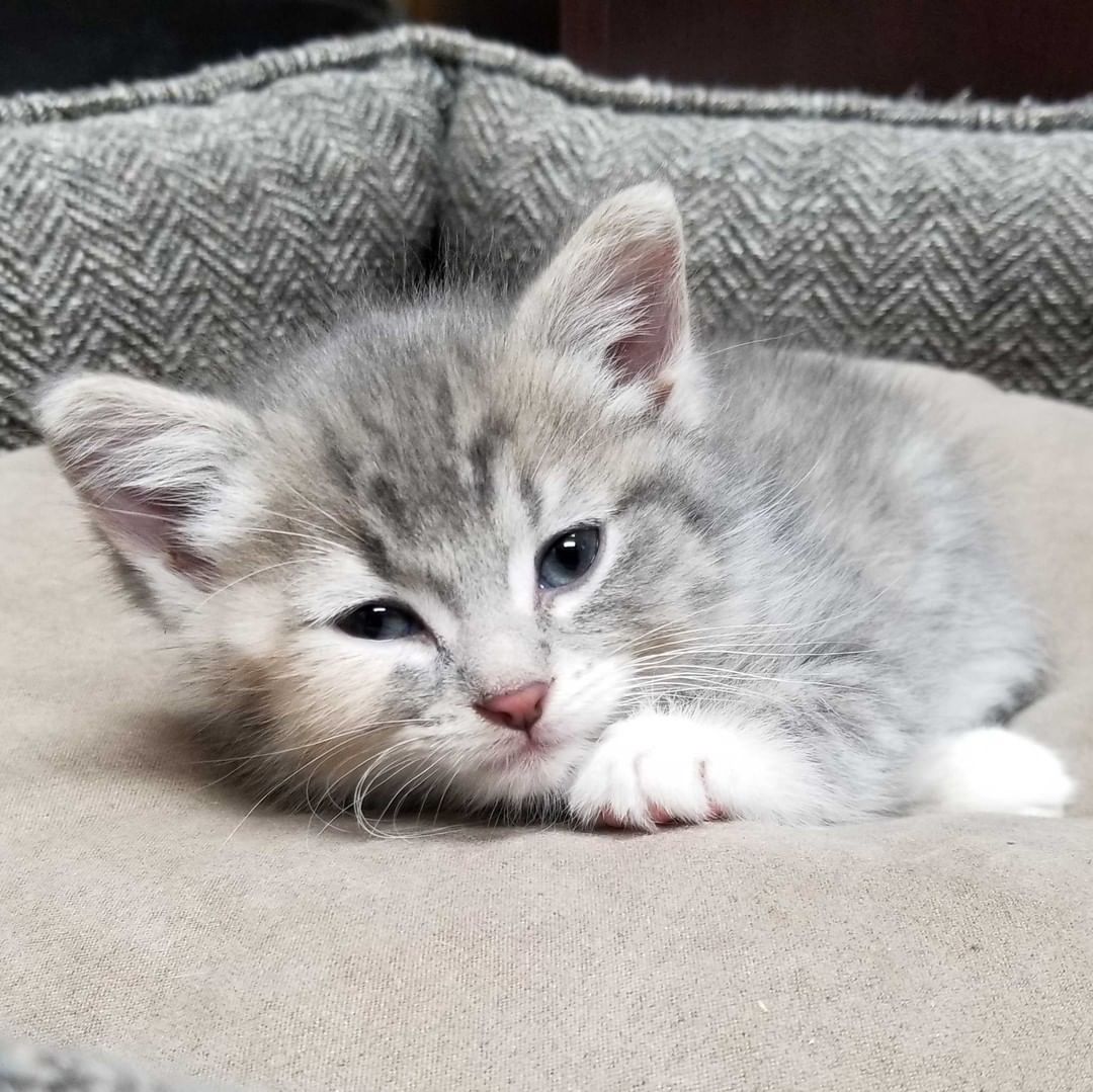 It was the first of many peaceful Thanksgivings for Geraldine who is still recovering in her loving foster home.

It's thanks to generous gifts like those given on Giving Tuesday which provide the medical care and supplies for fosters so they can help rescues heal.

In less than a week, give on <a target='_blank' href='https://www.instagram.com/explore/tags/GivingTuesday/'>#GivingTuesday</a>, November 28, to help those in need like Geraldine.