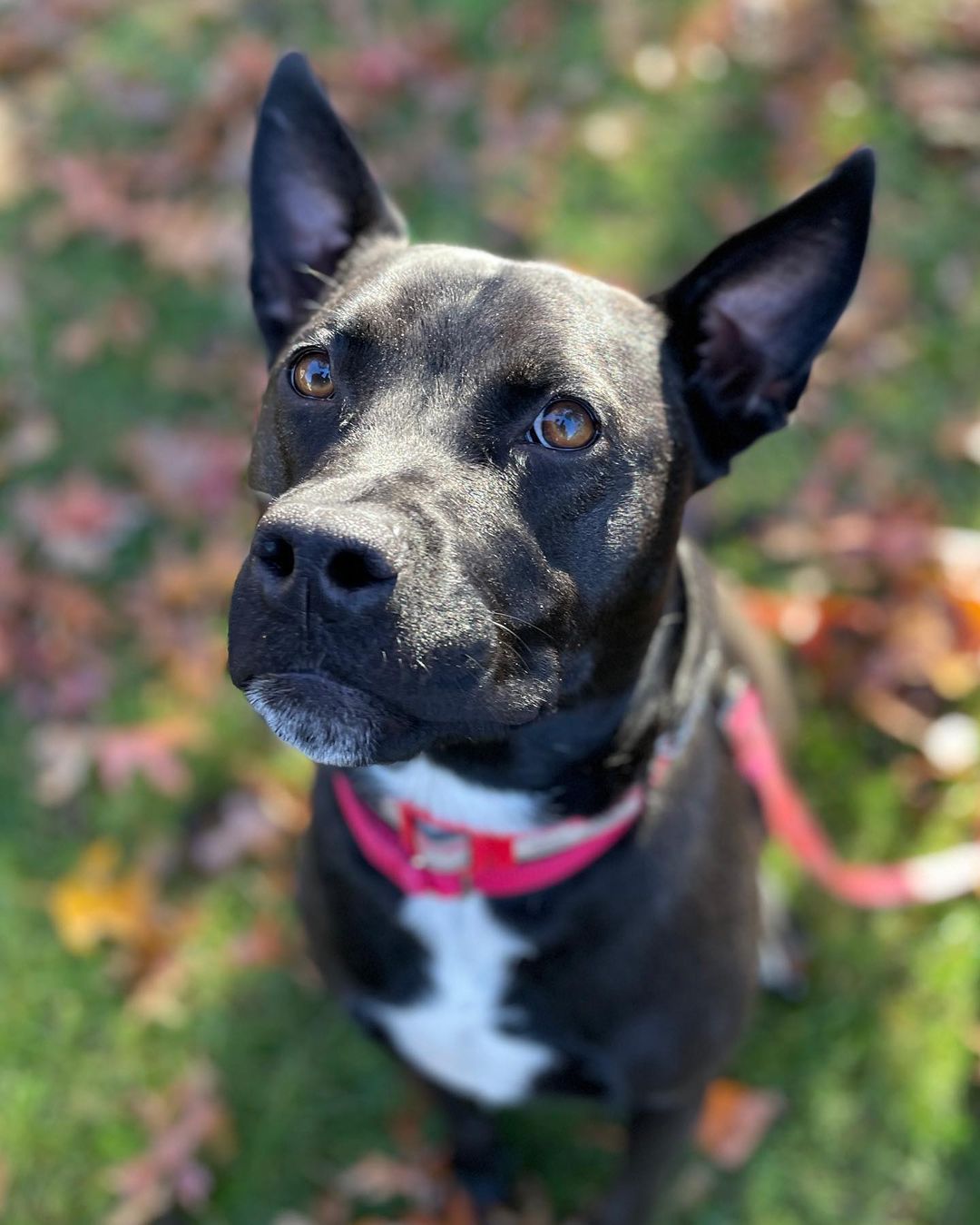 Here’s our collection of adoptable Black Dogs for Black Friday! 🖤

Meet Brogan and Smokey followed by black-and-white Caramel & Bart! 

All gorgeous and looking for a loving home!

Why not fill out an application and come and see who you bond with!