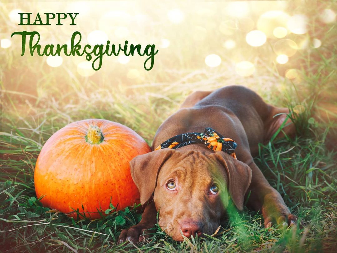 Happy Thanksgiving from everyone at A New Life Rescue. We hope you have a restful, fruitful, 