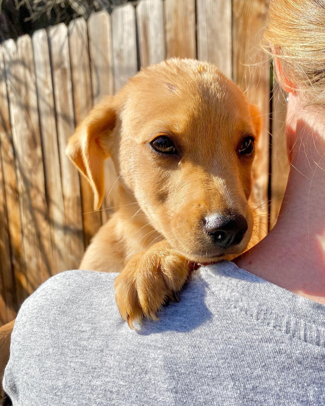 We rescued Nopales and his three siblings from a flower shop in Tijuana. They lived outside their shop for their whole lives, until one of our friends brought them to our attention. They’re now fully vaccinated and looking for their furever homes!

Nopales is so sweet, trusting, and charming. He gets so excited to see his human and dog friends. He loves to play with everyone he meets. He has the softest fur and the sweetest puppy breath!

We think these pups are mixes of lab and possibly vizsla, pitty, or Shepherd. Whatever they are, they are unbelievably sweet and adorable. We think they’ll grow to be 40-50 pounds.

Please apply for Nopales through our website: pupswithoutborders.org

<a target='_blank' href='https://www.instagram.com/explore/tags/adoptdontshop/'>#adoptdontshop</a> <a target='_blank' href='https://www.instagram.com/explore/tags/adoptme/'>#adoptme</a> <a target='_blank' href='https://www.instagram.com/explore/tags/puppies/'>#puppies</a> <a target='_blank' href='https://www.instagram.com/explore/tags/dog/'>#dog</a> <a target='_blank' href='https://www.instagram.com/explore/tags/dogs/'>#dogs</a> <a target='_blank' href='https://www.instagram.com/explore/tags/rescuedogsofinstagram/'>#rescuedogsofinstagram</a> <a target='_blank' href='https://www.instagram.com/explore/tags/puppiesofinstagram/'>#puppiesofinstagram</a> <a target='_blank' href='https://www.instagram.com/explore/tags/dogsofinstagram/'>#dogsofinstagram</a> <a target='_blank' href='https://www.instagram.com/explore/tags/puppy/'>#puppy</a> <a target='_blank' href='https://www.instagram.com/explore/tags/losangeles/'>#losangeles</a>
