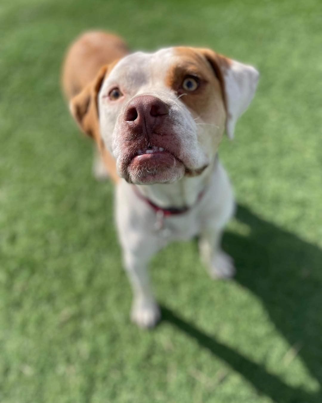 Rylan wanted to show off all his angles, and it seems he doesn’t have a bad one! 

This handsome boy has been searching for a special home to call his own for 7 months 😢💔

Rylan is a 2 year old pit mix who needs a home with a patient adopter that will help him become more confident and allow him to come out of his shell at his own pace. Rylan gains confidence by being around other dogs who dog better than he does. 

His ideal home doesn’t have a lot of people coming and going. He would do well in a home with older kids. He just needs a special someone to give him all the love forever has to offer!

Apply to adopt Rylan at lucky13rescue.org or by using the link: https://www.shelterluv.com/matchme/adopt/LUCK/Dog