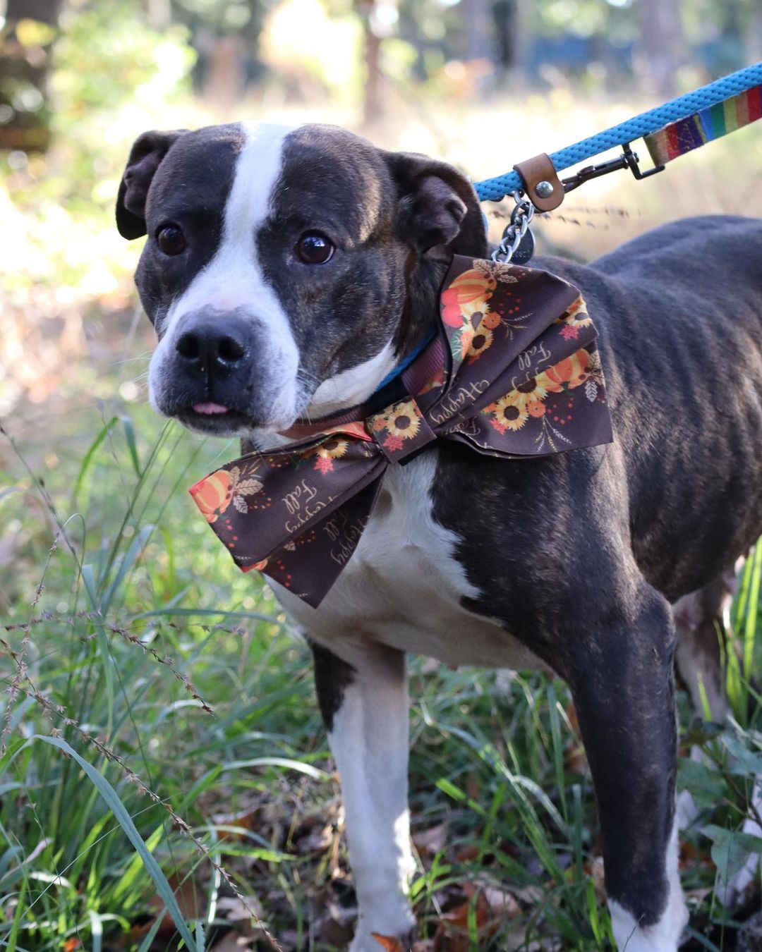 Happy Thanksgiving from Lila and the rest of the Pet Helpers furry family 💙🦃

We will be closed today for the holiday, but will be right back to finding pups and kits the homes they deserve tomorrow from 12-6 🐾

Stay tuned for our Black Friday Weekend Silent Auction and more ways you can help us give our pets the happiest holidays possible 🎄

.
.
.
.
.
<a target='_blank' href='https://www.instagram.com/explore/tags/pitbull/'>#pitbull</a> <a target='_blank' href='https://www.instagram.com/explore/tags/thanksgiving/'>#thanksgiving</a> <a target='_blank' href='https://www.instagram.com/explore/tags/charleston/'>#charleston</a> <a target='_blank' href='https://www.instagram.com/explore/tags/animalshelter/'>#animalshelter</a> <a target='_blank' href='https://www.instagram.com/explore/tags/rescue/'>#rescue</a> <a target='_blank' href='https://www.instagram.com/explore/tags/animalrescue/'>#animalrescue</a> <a target='_blank' href='https://www.instagram.com/explore/tags/americanpitbullterrier/'>#americanpitbullterrier</a> <a target='_blank' href='https://www.instagram.com/explore/tags/dontbullymybreed/'>#dontbullymybreed</a> <a target='_blank' href='https://www.instagram.com/explore/tags/pitbullsofinstagram/'>#pitbullsofinstagram</a> <a target='_blank' href='https://www.instagram.com/explore/tags/bullybreed/'>#bullybreed</a> <a target='_blank' href='https://www.instagram.com/explore/tags/bully/'>#bully</a> <a target='_blank' href='https://www.instagram.com/explore/tags/rescuedog/'>#rescuedog</a> <a target='_blank' href='https://www.instagram.com/explore/tags/shelterdog/'>#shelterdog</a> <a target='_blank' href='https://www.instagram.com/explore/tags/rescuedogsofinstagram/'>#rescuedogsofinstagram</a> <a target='_blank' href='https://www.instagram.com/explore/tags/rescuedismyfavoritebreed/'>#rescuedismyfavoritebreed</a> <a target='_blank' href='https://www.instagram.com/explore/tags/charleston/'>#charleston</a> <a target='_blank' href='https://www.instagram.com/explore/tags/lowcountry/'>#lowcountry</a> <a target='_blank' href='https://www.instagram.com/explore/tags/lowcountryliving/'>#lowcountryliving</a> <a target='_blank' href='https://www.instagram.com/explore/tags/dogsofinstagram/'>#dogsofinstagram</a> <a target='_blank' href='https://www.instagram.com/explore/tags/dogsofinsta/'>#dogsofinsta</a> <a target='_blank' href='https://www.instagram.com/explore/tags/sc/'>#sc</a> <a target='_blank' href='https://www.instagram.com/explore/tags/dogsofsc/'>#dogsofsc</a> <a target='_blank' href='https://www.instagram.com/explore/tags/dogsofsouthcarolina/'>#dogsofsouthcarolina</a>