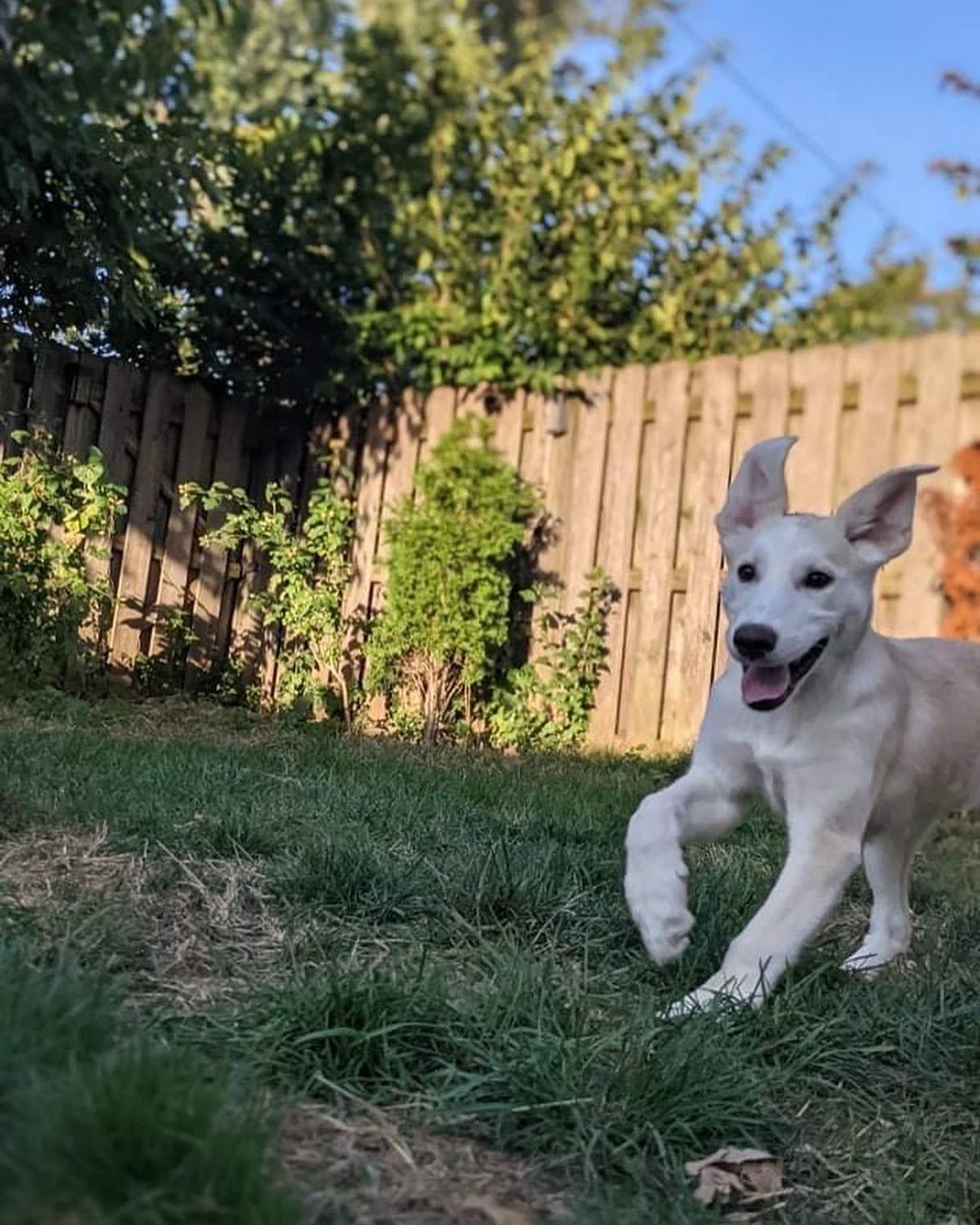 Meet Rory!
🐾Female
🐾Age: DOB: 7/18/2021
🐾Weight: 35 lbs and growing!
🐾Breed: Labrador Retriever mix
🍁
Hey there, I’m Rory! I’m a very shy girl who is looking for a loving forever home! I can be very timid when I meet new people and will need someone with experience and patience and lots of love! When I entered the rescue, my siblings and I were all sick with distemper. Unfortunately, I lost two of my siblings from that terrible disease. As a result of us all being sick, we have not had the opportunity to socialize with other humans as often as we would like. Distemper is a highly contagious virus which could potentially have long term effects for any survivors which could include involuntary tics, twitches or muscle spasms to lack of balance and/or coordination. Survivors also can live long, happy and healthy lives and I like to think I am one of the lucky ones!
☀️
I am picking up on basic commands such as house training and crate training and I am still working on my leash training skills. I will require a fenced in yard in my forever home along with a furry buddy who is willing to play and have a good time with me! I think having a furry sibling will not only help me come out of my shell quicker but will also help me build my confidence! Although I do well in my crate at night time, I have been known to cry for a bit of time when my foster family leaves for errands. For that reason, I would not do well in an apartment style setting; I would hate to disturb any neighbors! I have lots of energy to burn! 
🎾
Some of my favorite activities include playing tug-o-war with rope toys, chasing tennis balls around the fenced in yard, playing chase with my furry friends and so much more! After a good bit of play time, I will snuggle up on the couch next to you or in my comfy bed for a nap. I am sure I would make for a good hiking buddy!
❤️
If you are interested in meeting Rory, apply to adopt her at www.causeforcanines.org
Must have a flexible schedule to accommodate a puppy’s needs.
Adoption fee: $350
Must be an Ohio resident & 23 or older.
Children must be 5 or older.
No apartments.
Fenced yard required.