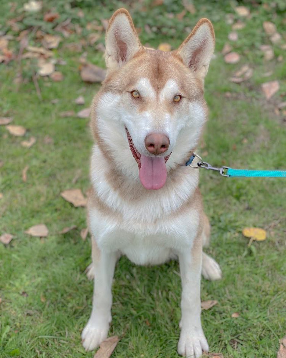 Goose is an adorable chestnut colored year old malamute mix that would love to find his furever home!  For a younger malamute, he is fairly mellow but also has an energetic side, enjoy playing and loves going on walks. Goose is bonded to his sibling, Maverick but it would be good for him to learn to live independently.

We would love for Goose to and Maverick to be adopted individually to separate homes.

If you are interested in adopting Goose, please visit our website via the link in our bio and complete an adoption form.

**WAMAL adopts to WA and OR residents**
•
•
•
<a target='_blank' href='https://www.instagram.com/explore/tags/pnwmalamuterescue/'>#pnwmalamuterescue</a> <a target='_blank' href='https://www.instagram.com/explore/tags/pnwdogs/'>#pnwdogs</a> <a target='_blank' href='https://www.instagram.com/explore/tags/seattledogs/'>#seattledogs</a> <a target='_blank' href='https://www.instagram.com/explore/tags/spokanedogs/'>#spokanedogs</a> <a target='_blank' href='https://www.instagram.com/explore/tags/portlanddogs/'>#portlanddogs</a> <a target='_blank' href='https://www.instagram.com/explore/tags/seattlemalamute/'>#seattlemalamute</a> <a target='_blank' href='https://www.instagram.com/explore/tags/malamuterescue/'>#malamuterescue</a> <a target='_blank' href='https://www.instagram.com/explore/tags/malamutelife/'>#malamutelife</a> <a target='_blank' href='https://www.instagram.com/explore/tags/malamutesofinstagram/'>#malamutesofinstagram</a>