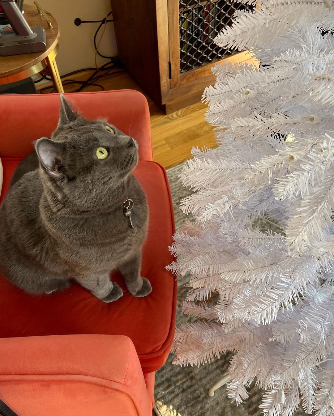 Waldamar, adopted this year, is enjoying his very first Christmas in his new home!🎄♥️💚
<a target='_blank' href='https://www.instagram.com/explore/tags/catsatchristmas/'>#catsatchristmas</a> 
<a target='_blank' href='https://www.instagram.com/explore/tags/catsanddecorations/'>#catsanddecorations</a> 
<a target='_blank' href='https://www.instagram.com/explore/tags/russianbluesofinstagram/'>#russianbluesofinstagram</a> 
<a target='_blank' href='https://www.instagram.com/explore/tags/acatmakesahouseahome/'>#acatmakesahouseahome</a>