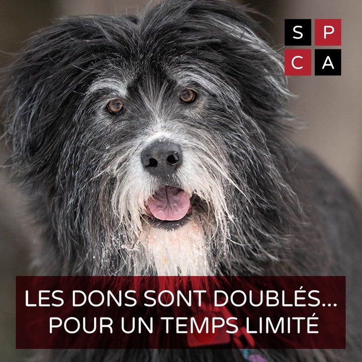 VENDREDI FOU: AIDEZ 2X PLUS D'ANIMAUX! 🐶🐶
C’est le vendredi fou, même pour nous! Pour un temps limité, vos dons à la SPCA de Montréal seront doublés! Visitez le lien dans notre bio. 

C’est l’occasion d’aider deux fois plus d’animaux de la SPCA de Montréal et de leur permettre de recevoir les soins et le soutien dont ils ont besoin. 

Cette offre est d’une durée limitée. Profitez-en maintenant pour appuyer nos protégés deux fois plus. 

Un merci particulier à feu Floranna Bryant et Dorothy Mapes, créatrices du Fonds Bryant-Mapes pour le soin des chiens.

//
BLACK FRIDAY: HELP 2X AS MANY ANIMALS!
Black Friday is a nutty time of the year, even for us! For a limited time, your donations to the Montreal SPCA will be matched! 

This is your chance to double their impact and help twice as many animals at the Montreal SPCA. You gift will provide them with the care and support they need. 

This is a limited time offer. Please donate now to help twice as many of our protégés. 

Special thanks to the late Floranna Bryant and Dorothy Mapes, creators of the Bryant-Mapes Fund for the Care of Dogs. Link in bio. 
.
.
.
<a target='_blank' href='https://www.instagram.com/explore/tags/doubleyourdonation/'>#doubleyourdonation</a> 
<a target='_blank' href='https://www.instagram.com/explore/tags/wecantdoitwithoutyou/'>#wecantdoitwithoutyou</a>  <a target='_blank' href='https://www.instagram.com/explore/tags/adoptnevershop/'>#adoptnevershop</a>  <a target='_blank' href='https://www.instagram.com/explore/tags/donate/'>#donate</a> <a target='_blank' href='https://www.instagram.com/explore/tags/donatenow/'>#donatenow</a> <a target='_blank' href='https://www.instagram.com/explore/tags/donatetoday/'>#donatetoday</a> <a target='_blank' href='https://www.instagram.com/explore/tags/donationsneeded/'>#donationsneeded</a> <a target='_blank' href='https://www.instagram.com/explore/tags/donationswelcome/'>#donationswelcome</a> 
<a target='_blank' href='https://www.instagram.com/explore/tags/instagood/'>#instagood</a> <a target='_blank' href='https://www.instagram.com/explore/tags/dogsofinstagram/'>#dogsofinstagram</a> <a target='_blank' href='https://www.instagram.com/explore/tags/rescuecats/'>#rescuecats</a> <a target='_blank' href='https://www.instagram.com/explore/tags/rescuedogs/'>#rescuedogs</a> <a target='_blank' href='https://www.instagram.com/explore/tags/nonprofit/'>#nonprofit</a> <a target='_blank' href='https://www.instagram.com/explore/tags/dogood/'>#dogood</a> <a target='_blank' href='https://www.instagram.com/explore/tags/giveback/'>#giveback</a> <a target='_blank' href='https://www.instagram.com/explore/tags/socialgood/'>#socialgood</a> <a target='_blank' href='https://www.instagram.com/explore/tags/blackfriday2021/'>#blackfriday2021</a> <a target='_blank' href='https://www.instagram.com/explore/tags/spcademontreal/'>#spcademontreal</a> <a target='_blank' href='https://www.instagram.com/explore/tags/spcamontreal/'>#spcamontreal</a> <a target='_blank' href='https://www.instagram.com/explore/tags/montrealspca/'>#montrealspca</a> <a target='_blank' href='https://www.instagram.com/explore/tags/chiensduquebec/'>#chiensduquebec</a> <a target='_blank' href='https://www.instagram.com/explore/tags/animalsmatter/'>#animalsmatter</a> <a target='_blank' href='https://www.instagram.com/explore/tags/vendredifou/'>#vendredifou</a> <a target='_blank' href='https://www.instagram.com/explore/tags/vendredifou2021/'>#vendredifou2021</a>