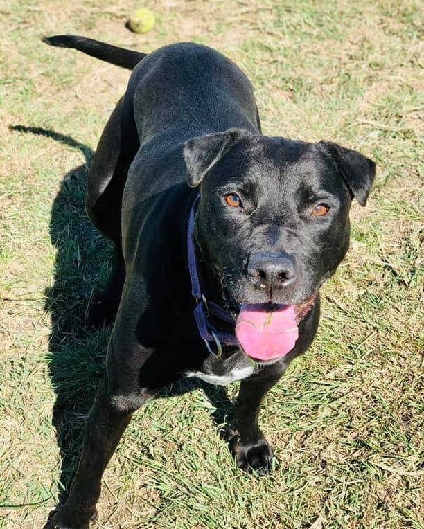 <a target='_blank' href='https://www.instagram.com/explore/tags/PetsOfTheWeek/'>#PetsOfTheWeek</a> 🐶 Who doesn't love an Oreo cookie 🍪? This easygoing older gal, lovingly referred to as Double-Stuffed Oreo here at the shelter, has been waiting a long time for her new adventure to begin. She'd love a nice comfy bed to snooze in; long, leisurely walks where she can take in all the newest sights and smells; and plenty of love and affection from her new adult family. 

She's been described as curious, active, and playful; she gets along with male dogs (we always recommend a meet & greet); and she loves car rides, fetch, and fun in the water. And this girl's got smarts - she's been enjoying lots of time training as one of our Honor Roll 'students.' 🙂

Her biggest fan gifted her with an Adoption Angel, so her fee is paid. All she needs now is for you to come begin that amazing new adventure with her! Email 📨adoption@wilco.org to schedule a priority-service appointment to meet this lovely lady.

<a target='_blank' href='https://www.instagram.com/explore/tags/shelterdogs/'>#shelterdogs</a> <a target='_blank' href='https://www.instagram.com/explore/tags/rescuedogs/'>#rescuedogs</a> <a target='_blank' href='https://www.instagram.com/explore/tags/dogsofinstagram/'>#dogsofinstagram</a> <a target='_blank' href='https://www.instagram.com/explore/tags/dogsofig/'>#dogsofig</a> <a target='_blank' href='https://www.instagram.com/explore/tags/puppiesofinstragram/'>#puppiesofinstragram</a> <a target='_blank' href='https://www.instagram.com/explore/tags/puppiesofig/'>#puppiesofig</a> <a target='_blank' href='https://www.instagram.com/explore/tags/centraltexas/'>#centraltexas</a> <a target='_blank' href='https://www.instagram.com/explore/tags/williamsoncountytx/'>#williamsoncountytx</a> <a target='_blank' href='https://www.instagram.com/explore/tags/georgetowntx/'>#georgetowntx</a> <a target='_blank' href='https://www.instagram.com/explore/tags/cedarparktx/'>#cedarparktx</a> <a target='_blank' href='https://www.instagram.com/explore/tags/huttotx/'>#huttotx</a> <a target='_blank' href='https://www.instagram.com/explore/tags/leandertx/'>#leandertx</a> <a target='_blank' href='https://www.instagram.com/explore/tags/roundrocktx/'>#roundrocktx</a> <a target='_blank' href='https://www.instagram.com/explore/tags/austintx/'>#austintx</a>