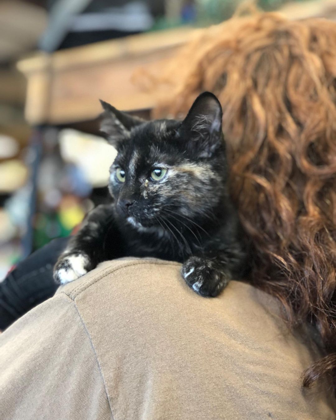 Adrianne is a very curious tortie with lots of joy to share with your family. 
<a target='_blank' href='https://www.instagram.com/explore/tags/whiskerwishesrescue/'>#whiskerwishesrescue</a> <a target='_blank' href='https://www.instagram.com/explore/tags/tortiesofinstagram/'>#tortiesofinstagram</a> <a target='_blank' href='https://www.instagram.com/explore/tags/spayandneuter/'>#spayandneuter</a> <a target='_blank' href='https://www.instagram.com/explore/tags/adoptdontshop/'>#adoptdontshop</a>