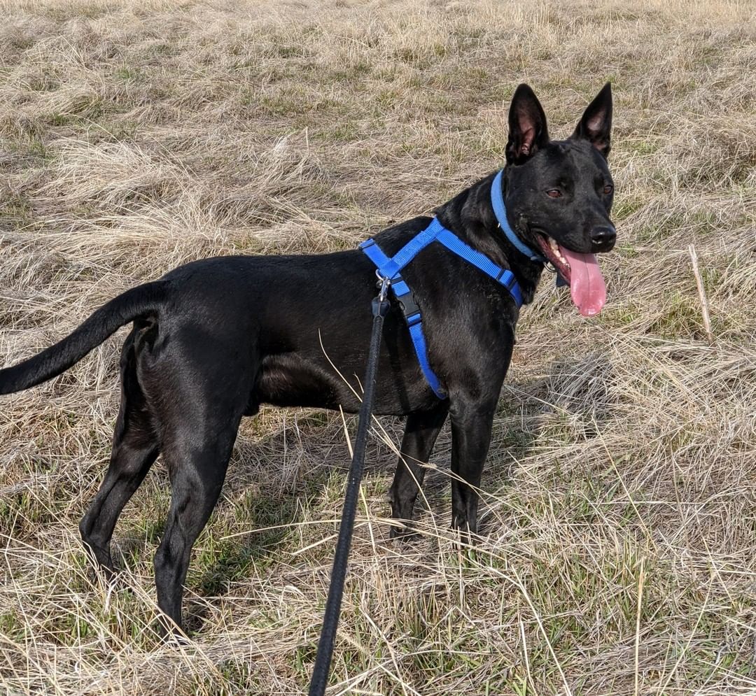 Our Black Friday Dog!!🖤 Meet Jax! Jax is a young professional mutt who would like to spend his days devoted to a person or family that he can call his own. This active young boy loves being outside running around and has never met a stranger! Jax is a fan of car rides, swimming, playing fetch, and going for long walks. So the person that is lucky enough to take Jax home will have a companion ready for a life of action and fun.

<a target='_blank' href='https://www.instagram.com/explore/tags/blackdog/'>#blackdog</a>  <a target='_blank' href='https://www.instagram.com/explore/tags/adoptme/'>#adoptme</a>