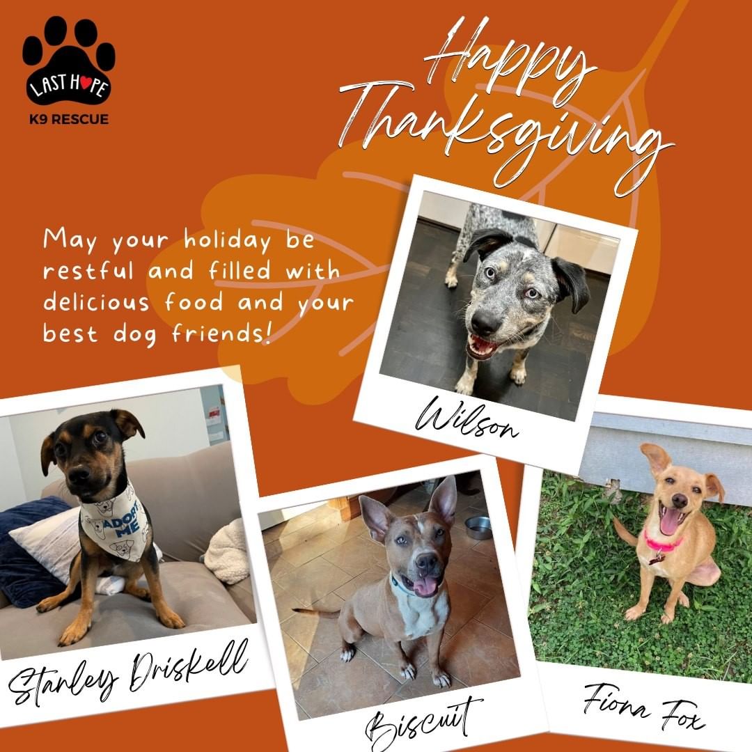 🦃🍗🍂 Happy Thanksgiving to all Last Hope adopters, fosters, volunteers and friends! 🦃🍗🍂

Every year we're so grateful to the community for all that you've done to save abused and neglected dogs, and this year you helped us meet an incredible goal of 10,000 dogs saved. Thank you from the bottom of our hearts! 

We hope your holiday is restful and filled with delicious food and perhaps some Black Friday shopping for your best furry friend 😉.