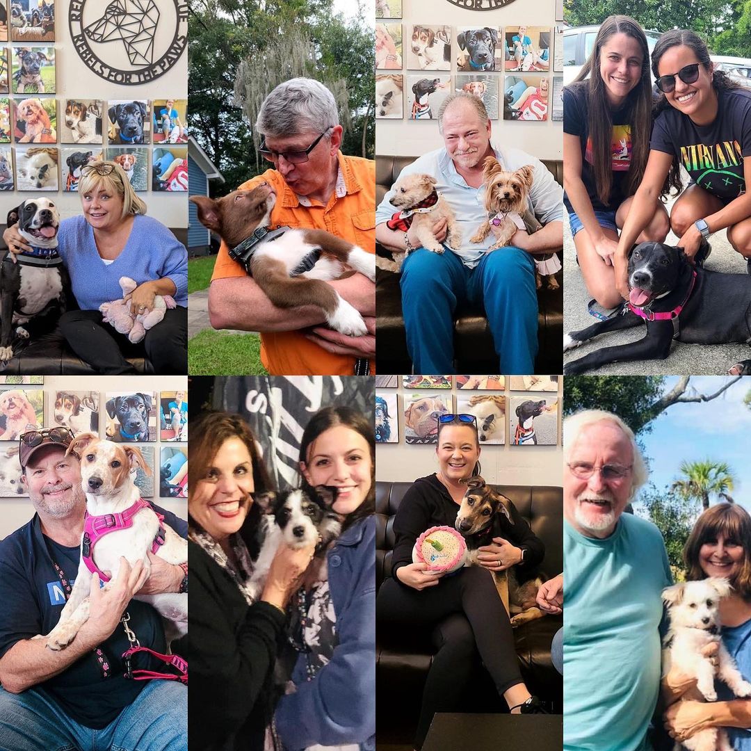 🖤THANKFUL🖤
We have so much to be thankful for but today we are highlighting a montage of adoptions that we had over the past couple months. There are so many stories, from mama dogs and her puppies, to strays and hoarding cases, but today we will focus on the first picture.
Chili (on the left) came to us and it became apparent his hurt leg was going to require an amputation. One of our fosters who we’ll call a tripod whisperer stepped in to help him with the transition. While there he and his foster brother from another mother fell in love, each helping the other recover. By a stroke of luck, adopters also fell in love with both of them, together, and these two (Chili and Lambo) were adopted together into the same home. 🖤🖤
From our family to yours, we wish you a happy thanksgiving full of love from our fur family to yours.

<a target='_blank' href='https://www.instagram.com/explore/tags/thanksgiving/'>#thanksgiving</a> <a target='_blank' href='https://www.instagram.com/explore/tags/adoptdontshop/'>#adoptdontshop</a> <a target='_blank' href='https://www.instagram.com/explore/tags/renegadepawsrescue/'>#renegadepawsrescue</a> <a target='_blank' href='https://www.instagram.com/explore/tags/fosteringsaveslives/'>#fosteringsaveslives</a> <a target='_blank' href='https://www.instagram.com/explore/tags/rescuedogsofinstagram/'>#rescuedogsofinstagram</a> <a target='_blank' href='https://www.instagram.com/explore/tags/spayandneuter/'>#spayandneuter</a> <a target='_blank' href='https://www.instagram.com/explore/tags/rescuedismyfavoritebreed/'>#rescuedismyfavoritebreed</a> <a target='_blank' href='https://www.instagram.com/explore/tags/lovemydog/'>#lovemydog</a> <a target='_blank' href='https://www.instagram.com/explore/tags/dogsofsavannah/'>#dogsofsavannah</a> <a target='_blank' href='https://www.instagram.com/explore/tags/dogsofthelowcountry/'>#dogsofthelowcountry</a> <a target='_blank' href='https://www.instagram.com/explore/tags/savannahgeorgia/'>#savannahgeorgia</a> <a target='_blank' href='https://www.instagram.com/explore/tags/savannahga/'>#savannahga</a> <a target='_blank' href='https://www.instagram.com/explore/tags/southcarolina/'>#southcarolina</a> <a target='_blank' href='https://www.instagram.com/explore/tags/coastalempire/'>#coastalempire</a>