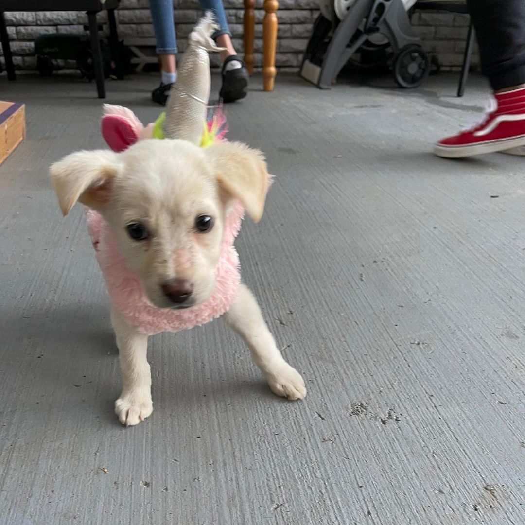 Meet Frumpy! 

This little lady was an unhappy puppy when she came to Saving Hope and was given the nickname of “Frumpy”. After spending some time at the vets and good round of antibiotics, Frumpy was finally on the mend! She has spent her time recovering and blossoming into a true playful puppy. Frumpy isn't so frumpy after all. ❤️

Frumpy is a smart girl. She sleeps on the bed through the entire night and knows how to use a doggy door when she needs to go out. She is good with both cats, kids, and dogs. She is a vocal girl and lets you know when it’s time to snuggle. Oh and she's just a 2 month old retriever mix! 

Apply to adopt Frumpy at savinghoperescue.org/adopt