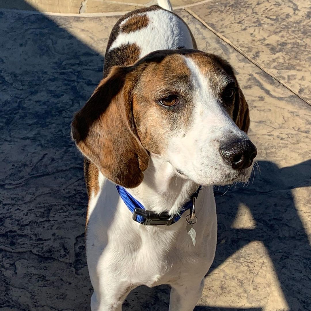 Our followers are the BEST. We so appreciate when you help us find furever homes by sharing 💙 Let’s find Woodie his people 🐶

Woodie came to us as a result of hurricane Ida. He lived outside and somehow survived the hurricane. He escaped his yard and wandered over 2 miles where he was hanging out by a gas station/garage. 

The owner of the shop was feeding him and reached out for rescue help. A Texas rescuer was headed there to help with supplies and bring a few dogs back to rescues. He was picked and scanned for a chip. His owners were notified but they were not able to take him due to the damage and uncertainty of their future so they signed him over.

His story breaks our hearts but we know he is safe and so loved in our care. It’s now our mission to find him his furever home! 🏡

Woodie is very mild and has a  calm energy. He’s good with other dogs of all sizes. Since he spent his life thus far outside he did mark some but he is quickly and easily corrected by telling him “no” and taking him outside — such a smart boy! 🥰

He loves his crate and is very quiet. He can slip through the bars of an iron fence so we are looking for a home that has a 6’+ wood fence. 

If you are interested in adopting Woodie, head over to our website to complete an application! 🐶

allieshaven.org