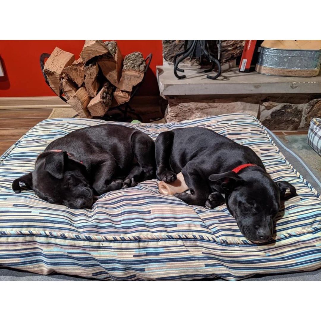 Looking to get a head start on your Thanksgiving feast? Look no further than Pumpkin Pie and Sweet Potato! Both girls are about 10 weeks old, doing great with potty training (they know 'go potty'), love their crates (they know 'kennel'), and get along well with their 2 older resident foster siblings. 

Pumpkin Pie (ears down!) is a happy-go-lucky puppy who acts her age. When her puppy antics get to be too much for her resident siblings, she responds appropriately by backing off. Running around the backyard and playing fetch are two of Pumpkin Pie’s favorite activities.

Sweet Potato (ears up!) loves playing with her sibling Pumpkin Pie and can often be found chasing her around the yard. She's a bit timid of new people and startles easily. She would do best in a home with a fenced yard and canine sibling of her own to help teach her the world is not a scary place.