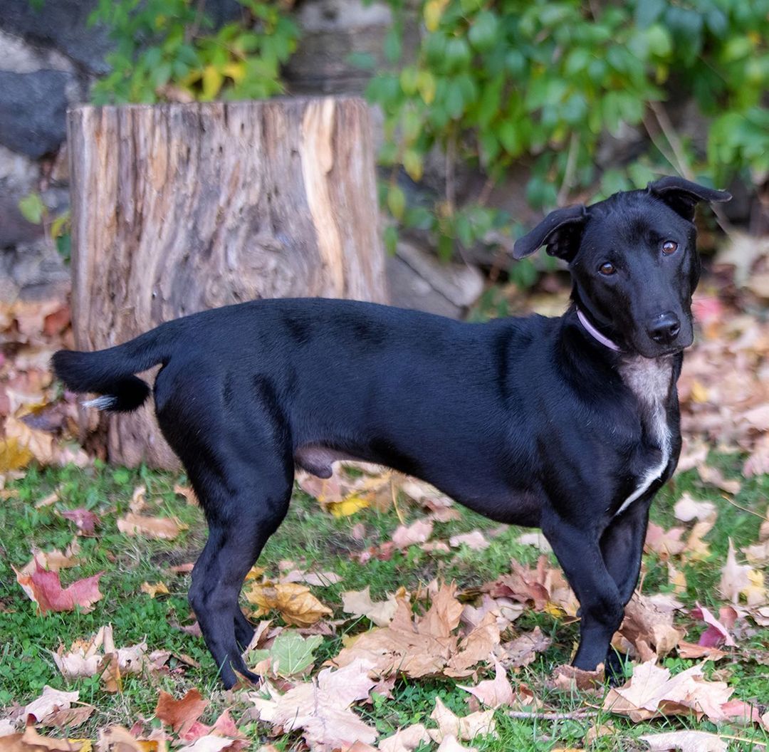 Meet Pretzel! Half as tall and twice as long, Pretzel is a curiously put together pup with a curly tail and goofy pawsonality to match his look. Originally saved by @soidogfoundation in <a target='_blank' href='https://www.instagram.com/explore/tags/thailand/'>#thailand</a> this young pup arrived stateside in July just before the dog import ban was enforced. When Pretzel and his friends became in need of rescue again, we said yes and have been welcoming them in pairs when rooms open up (one lucky girl, Pastry, already found her furever home!). In the month that we’ve had Pretzel we have learned a lot about him, he loves playing with other dogs, wrestling for hours, zooming and leaping into the air with joy. He is very food motivated and will do just about anything for a treat. He loves playing with toys, so much so that he doesn’t want other dogs near them but will let humans take them.  Pretzel is a great walker, he really loves cruising around Stamford getting compliments on his looks from everyone he meets. Pretzel is crate trained, house trained and willing to learn all you can teach him. He does like to jump (we’re working on it) so maybe no small children. He was cat tested in Thailand and passed, he showed a bit of interest then decided there were better smells to explore. Pretzel is 11 months old, ~30lbs and fully vetted. 
🐾
📸 by the amazing @tischmanpets 
🐾
Follow the link in our bio to add Pretzel or one of our other cuties to your <a target='_blank' href='https://www.instagram.com/explore/tags/family/'>#family</a>! You can also shop our merch and partners or apply to become a volunteer! 
:
:
:
<a target='_blank' href='https://www.instagram.com/explore/tags/rescued/'>#rescued</a> <a target='_blank' href='https://www.instagram.com/explore/tags/thaidog/'>#thaidog</a> <a target='_blank' href='https://www.instagram.com/explore/tags/soi/'>#soi</a> <a target='_blank' href='https://www.instagram.com/explore/tags/soidog/'>#soidog</a> <a target='_blank' href='https://www.instagram.com/explore/tags/soidogfoundation/'>#soidogfoundation</a> <a target='_blank' href='https://www.instagram.com/explore/tags/mutt/'>#mutt</a> <a target='_blank' href='https://www.instagram.com/explore/tags/muttsofinstagram/'>#muttsofinstagram</a> <a target='_blank' href='https://www.instagram.com/explore/tags/mut/'>#mut</a> <a target='_blank' href='https://www.instagram.com/explore/tags/muttlove/'>#muttlove</a> <a target='_blank' href='https://www.instagram.com/explore/tags/dachshund/'>#dachshund</a> <a target='_blank' href='https://www.instagram.com/explore/tags/thairidgeback/'>#thairidgeback</a> <a target='_blank' href='https://www.instagram.com/explore/tags/dachshundsofinstagram/'>#dachshundsofinstagram</a> <a target='_blank' href='https://www.instagram.com/explore/tags/doxie/'>#doxie</a> <a target='_blank' href='https://www.instagram.com/explore/tags/mixedbreed/'>#mixedbreed</a> <a target='_blank' href='https://www.instagram.com/explore/tags/mixed/'>#mixed</a> <a target='_blank' href='https://www.instagram.com/explore/tags/frankenweenie/'>#frankenweenie</a> <a target='_blank' href='https://www.instagram.com/explore/tags/adopt/'>#adopt</a> <a target='_blank' href='https://www.instagram.com/explore/tags/adoptdontshop/'>#adoptdontshop</a> <a target='_blank' href='https://www.instagram.com/explore/tags/adoptme/'>#adoptme</a> <a target='_blank' href='https://www.instagram.com/explore/tags/labrador/'>#labrador</a> <a target='_blank' href='https://www.instagram.com/explore/tags/bassethound/'>#bassethound</a> <a target='_blank' href='https://www.instagram.com/explore/tags/beagle/'>#beagle</a> <a target='_blank' href='https://www.instagram.com/explore/tags/retriever/'>#retriever</a> <a target='_blank' href='https://www.instagram.com/explore/tags/whatareyou/'>#whatareyou</a> <a target='_blank' href='https://www.instagram.com/explore/tags/cutie/'>#cutie</a> <a target='_blank' href='https://www.instagram.com/explore/tags/puppy/'>#puppy</a> <a target='_blank' href='https://www.instagram.com/explore/tags/puppiesofinstagram/'>#puppiesofinstagram</a> <a target='_blank' href='https://www.instagram.com/explore/tags/puppylove/'>#puppylove</a>