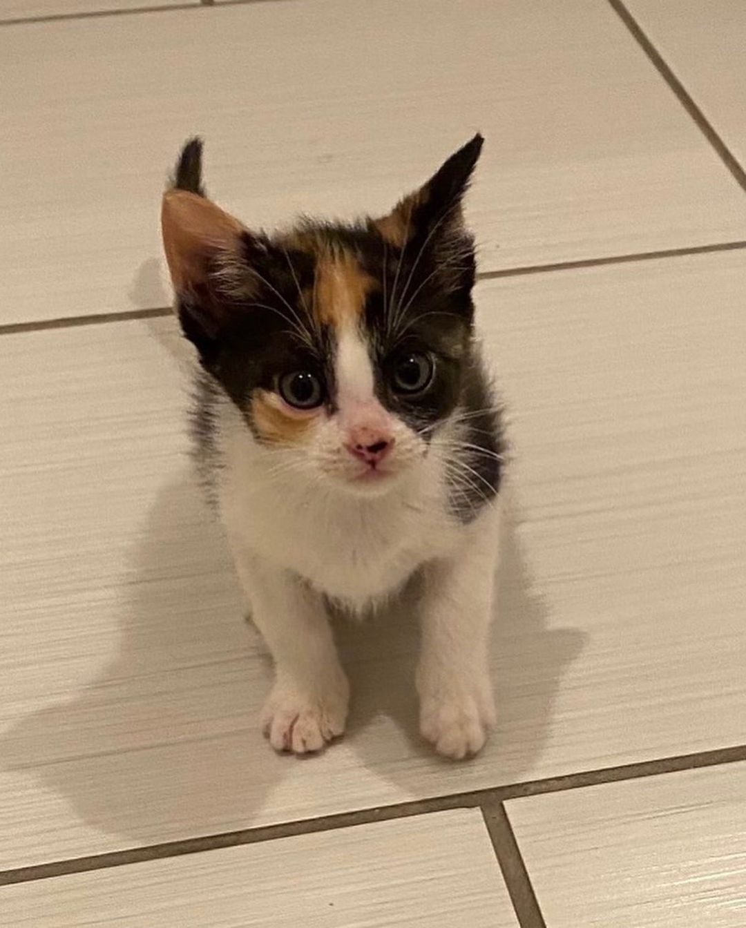 Whisker Wednesday!🐱

Meet Gamora and Nebula!
These 2-month-old sisters are as sweet as they come. They love to run around and play, but when they get tired, they will be looking for all of the snuggles and kisses you can give. They have been raised in a home with two adults and a dog.  Help Gamora and Nebula find their forever homes. 

For more info, please email foster@caabr.org!🐾