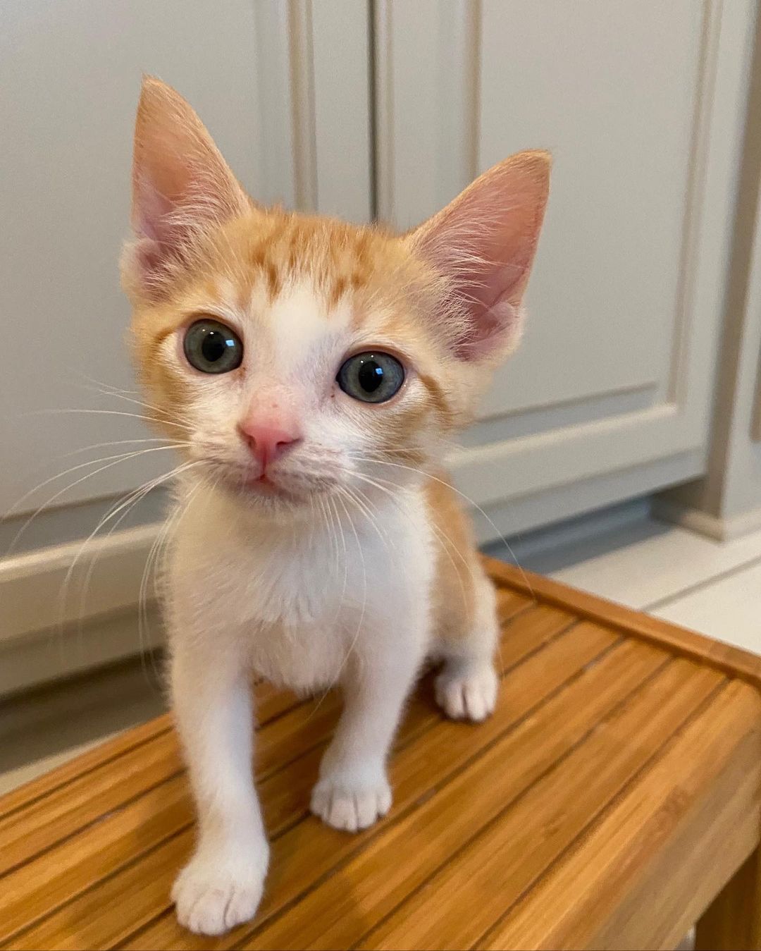 Whisker Wednesday!🐱

Meet Gamora and Nebula!
These 2-month-old sisters are as sweet as they come. They love to run around and play, but when they get tired, they will be looking for all of the snuggles and kisses you can give. They have been raised in a home with two adults and a dog.  Help Gamora and Nebula find their forever homes. 

For more info, please email foster@caabr.org!🐾