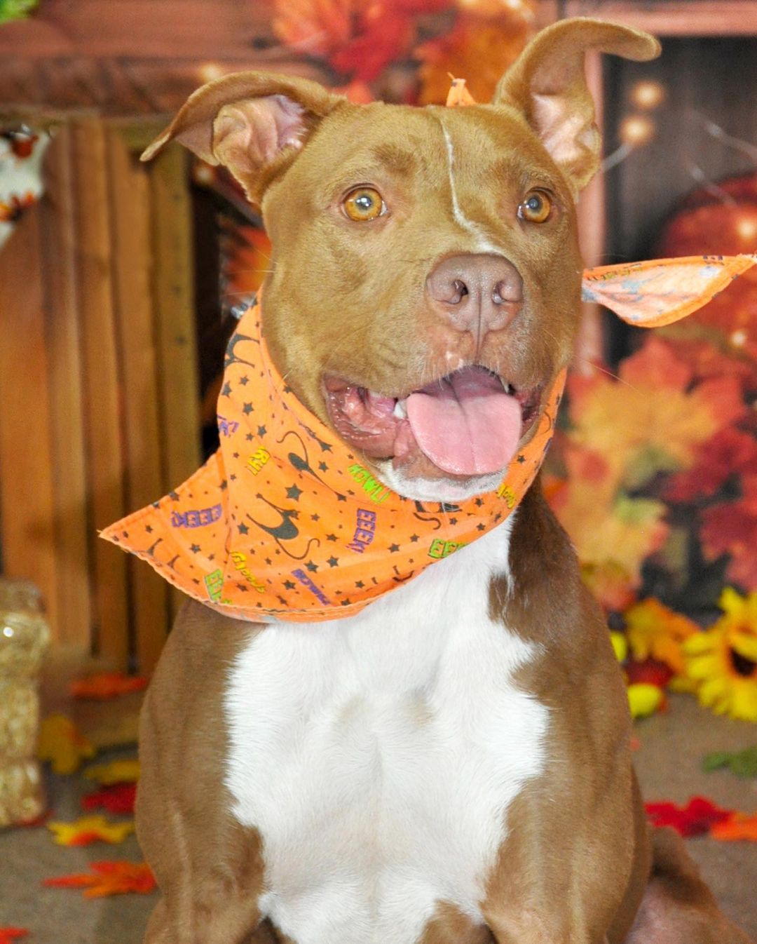 Happy Thanksgiving!🍁🐶🙏
These wagging tails would love to break bread with a family around the table. To adopt a pet, visit abandonedpetrescue.org

Thank you Cheryl D Photography for the beautiful photos of our adoptable dogs. 

<a target='_blank' href='https://www.instagram.com/explore/tags/loveisguaranteed/'>#loveisguaranteed</a> <a target='_blank' href='https://www.instagram.com/explore/tags/adopt/'>#adopt</a> <a target='_blank' href='https://www.instagram.com/explore/tags/homefortheholidays/'>#homefortheholidays</a> <a target='_blank' href='https://www.instagram.com/explore/tags/abandonedpetrescue/'>#abandonedpetrescue</a> <a target='_blank' href='https://www.instagram.com/explore/tags/animalrescue/'>#animalrescue</a>