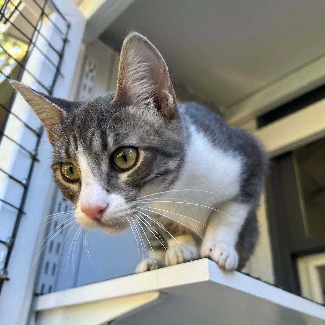 We love Mitzi !!! 
And we know you would too if you met her. Super duper playful, lap cat, kiss monster, gets along great with other cats, good with cat respecting dogs and kids! Her litter did test positive for FIV and sadly, we think it’s keeping her from getting adopted. Which is so sad because it’s not a big deal. 💔 Three of her brothers found their homes, now it’s her and her brother, Bodhi’s turn to go home. 
She is fully vetted and ready to go home. She is almost 5 months old. 
DM for an adoption questionnaire! 
.
.
.

.

.
.
.

.
<a target='_blank' href='https://www.instagram.com/explore/tags/tabbykitty/'>#tabbykitty</a><a target='_blank' href='https://www.instagram.com/explore/tags/fivpositive/'>#fivpositive</a><a target='_blank' href='https://www.instagram.com/explore/tags/fivpositivecat/'>#fivpositivecat</a><a target='_blank' href='https://www.instagram.com/explore/tags/fivpositivelyloved/'>#fivpositivelyloved</a><a target='_blank' href='https://www.instagram.com/explore/tags/whiskerwednesday/'>#whiskerwednesday</a><a target='_blank' href='https://www.instagram.com/explore/tags/kittensofig/'>#kittensofig</a><a target='_blank' href='https://www.instagram.com/explore/tags/adoptdontshop/'>#adoptdontshop</a><a target='_blank' href='https://www.instagram.com/explore/tags/carsonsheltersurvivor/'>#carsonsheltersurvivor</a><a target='_blank' href='https://www.instagram.com/explore/tags/sheltercat/'>#sheltercat</a><a target='_blank' href='https://www.instagram.com/explore/tags/formerbottlebaby/'>#formerbottlebaby</a><a target='_blank' href='https://www.instagram.com/explore/tags/cattastic/'>#cattastic</a><a target='_blank' href='https://www.instagram.com/explore/tags/fostercats/'>#fostercats</a><a target='_blank' href='https://www.instagram.com/explore/tags/fostercatsofinstagram/'>#fostercatsofinstagram</a>