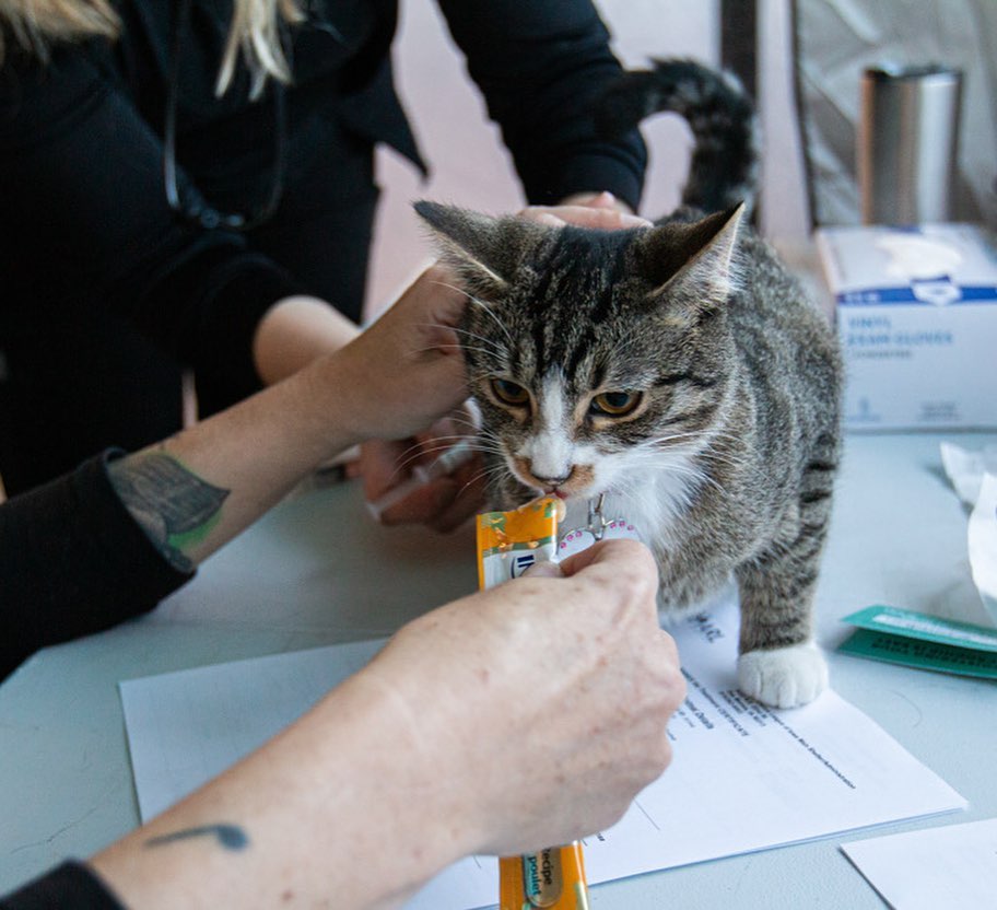 CHANGING LIVES: The ARL not only helps pets once they arrive at the ARL, we do a lot of work to help keep pets out of the shelter and in the homes with the people who love them. We recently offered two vaccine and wellness clinics that provided care for a total of 62 dogs and 50 cats in the Des Moines metro!

The clinic for cats, held at the Southridge Petco, and the clinic for dogs, held at the Dean Avenue Fire Station, both offered vaccinations and microchips, as well as physical exams, fecal tests and more. Check out some pictures from the clinics, including some heartwarming photos of the pets and their families!

Thank you to the Petco Love Foundation for the grant that provided vaccines for these clinics. And thanks to our veterinary partners and the Shelter Medicine Club at Iowa State University for joining with us to provide these services.

<a target='_blank' href='https://www.instagram.com/explore/tags/petcolove/'>#petcolove</a> <a target='_blank' href='https://www.instagram.com/explore/tags/thankstomaddie/'>#thankstomaddie</a>