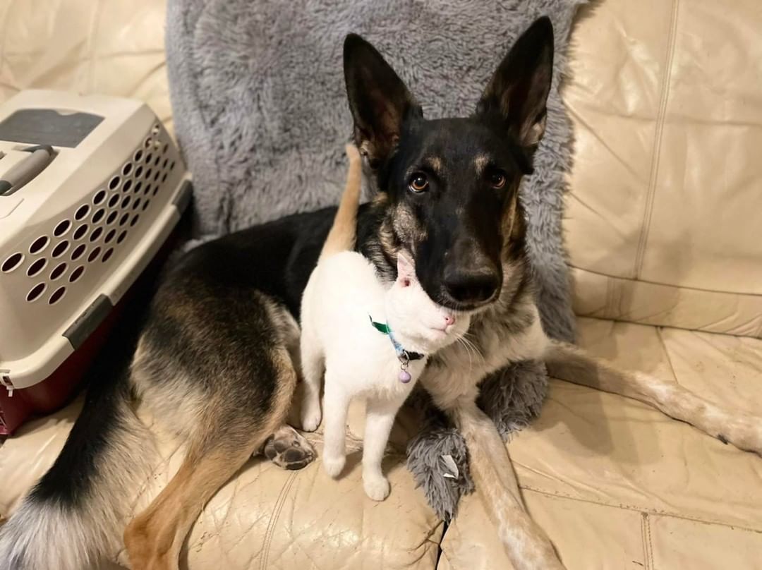 John loving on our big ol’ Toggo the Doggo
😺❤️🐶
 <a target='_blank' href='https://www.instagram.com/explore/tags/bffs/'>#bffs</a> <a target='_blank' href='https://www.instagram.com/explore/tags/dogfriendly/'>#dogfriendly</a> <a target='_blank' href='https://www.instagram.com/explore/tags/availableforadoption/'>#availableforadoption</a> <a target='_blank' href='https://www.instagram.com/explore/tags/adoptdontshop/'>#adoptdontshop</a>🐾