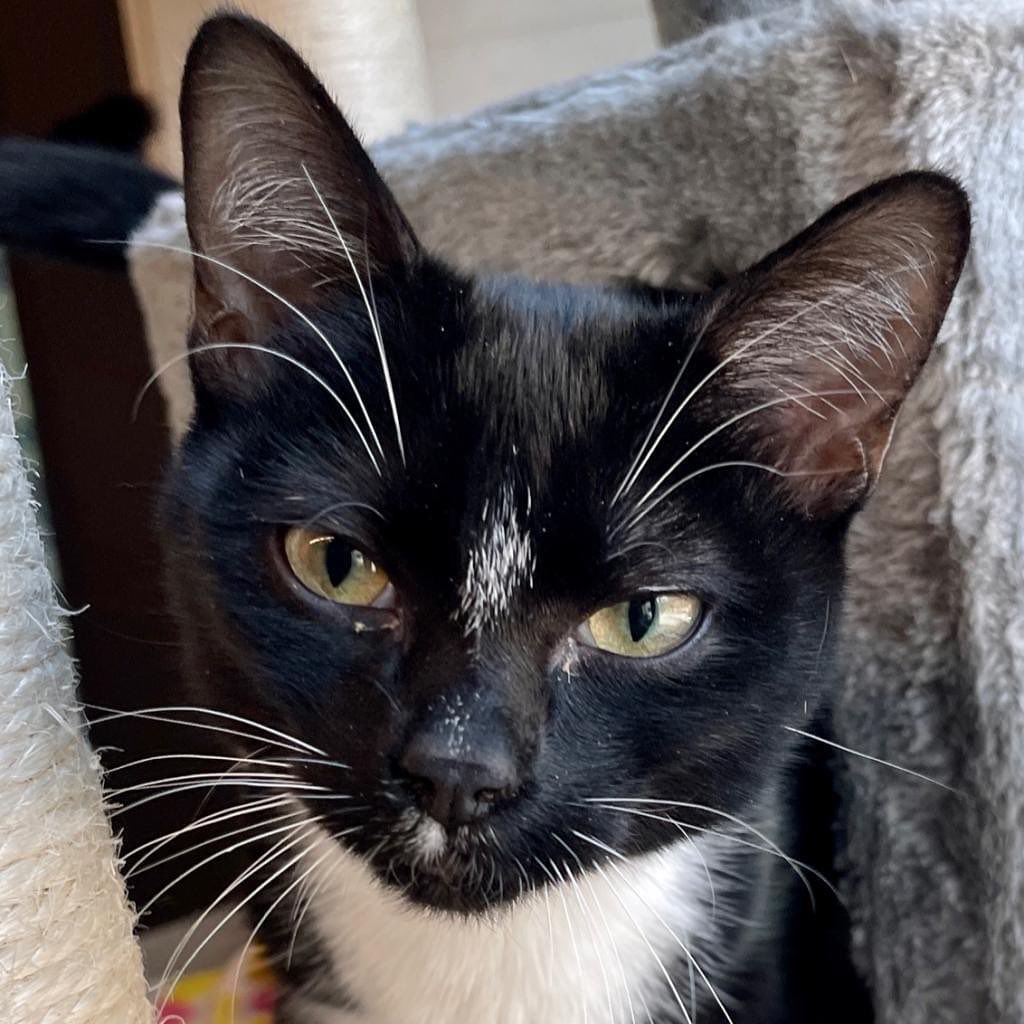 Meet Sammie Girl!
Black/White Shorthair
Spayed Female
Est. Age: 7 Months
Weight: 6 lbs.

Bio Coming Soon. If you would like additional information in the meantime, please give us a call at 208.788.4351 or email adoptions@mountainhumane.org.