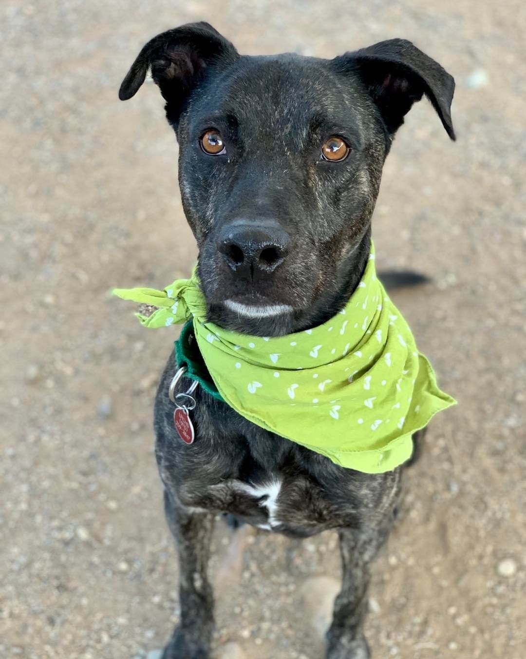 Today we want to highlight a staff favorite, Chewy! This friendly, goofy, outgoing and affectionate 4 year old has been with us for over 80 days and is more than ready to find his forever family. 

Chewy is a good listener, knows basic commands and is awesome on a leash! He enjoys spending time with gentle dogs but is more interested in the people around him. Chewy loves everyone he meets and adores kiddos.

Chewy is looking for an active home that will take him on daily walks and weekend outdoor adventures. This smart, lovable guy needs an affectionate home that understands his enthusiasm for life and I’ve for adventures ♥️

Interested in adopting Chewy? Apply online today and a team member will call you to set up a time for you to meet this kindhearted guy!

<a target='_blank' href='https://www.instagram.com/explore/tags/lpchs/'>#lpchs</a> <a target='_blank' href='https://www.instagram.com/explore/tags/adoptashelterpet/'>#adoptashelterpet</a> <a target='_blank' href='https://www.instagram.com/explore/tags/homefortheholidays/'>#homefortheholidays</a> <a target='_blank' href='https://www.instagram.com/explore/tags/pittienation/'>#pittienation</a> <a target='_blank' href='https://www.instagram.com/explore/tags/adoptlocal/'>#adoptlocal</a>