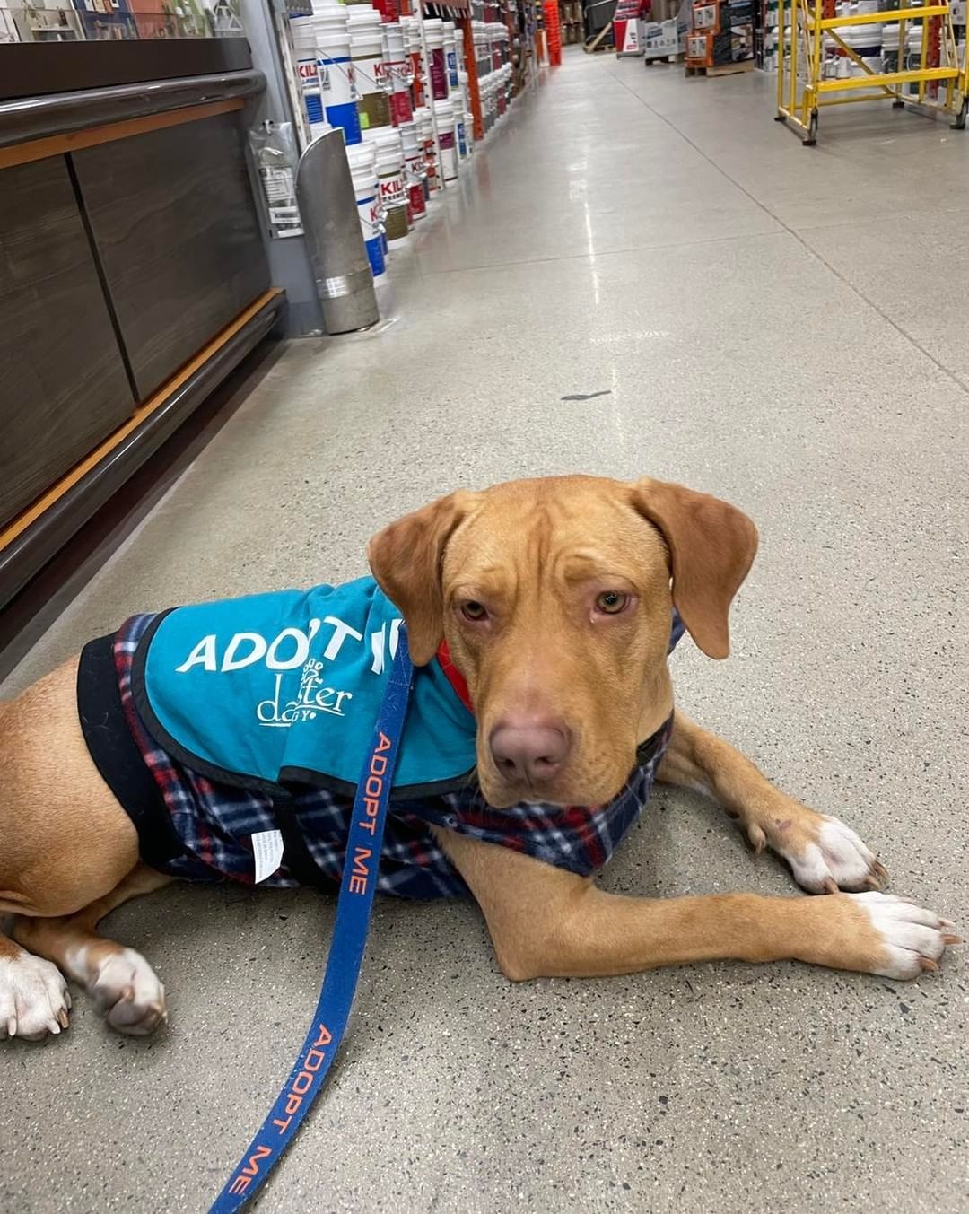 Anya got to go on an outing to Home Depot! She had the best time she got to go in the car, smell many smells, and meet a bunch of new people! This sweet lady is available for adoption & really hoping to find her people soon. 

🐾Please share🐾

<a target='_blank' href='https://www.instagram.com/explore/tags/darbsterdoggy/'>#darbsterdoggy</a> <a target='_blank' href='https://www.instagram.com/explore/tags/darbsterfoundation/'>#darbsterfoundation</a> <a target='_blank' href='https://www.instagram.com/explore/tags/opttoadopt/'>#opttoadopt</a> <a target='_blank' href='https://www.instagram.com/explore/tags/rescuedogsofinstagram/'>#rescuedogsofinstagram</a> <a target='_blank' href='https://www.instagram.com/explore/tags/rescuedismyfavoritebreed/'>#rescuedismyfavoritebreed</a>