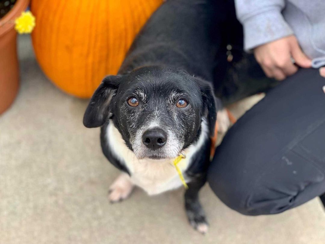 George McFly can see your future and he’s in it! This sweet boy is as smart, playful, and cuddly as can be. He’s all ready to hop in his flying car and head home to his forever family.
.
Head to the link in bio to apply to foster or adopt a Badass like George McFly.
.
<a target='_blank' href='https://www.instagram.com/explore/tags/badassdogs/'>#badassdogs</a> <a target='_blank' href='https://www.instagram.com/explore/tags/adoptdontshop/'>#adoptdontshop</a> <a target='_blank' href='https://www.instagram.com/explore/tags/georgemcfly/'>#georgemcfly</a> <a target='_blank' href='https://www.instagram.com/explore/tags/backtothefuture/'>#backtothefuture</a>