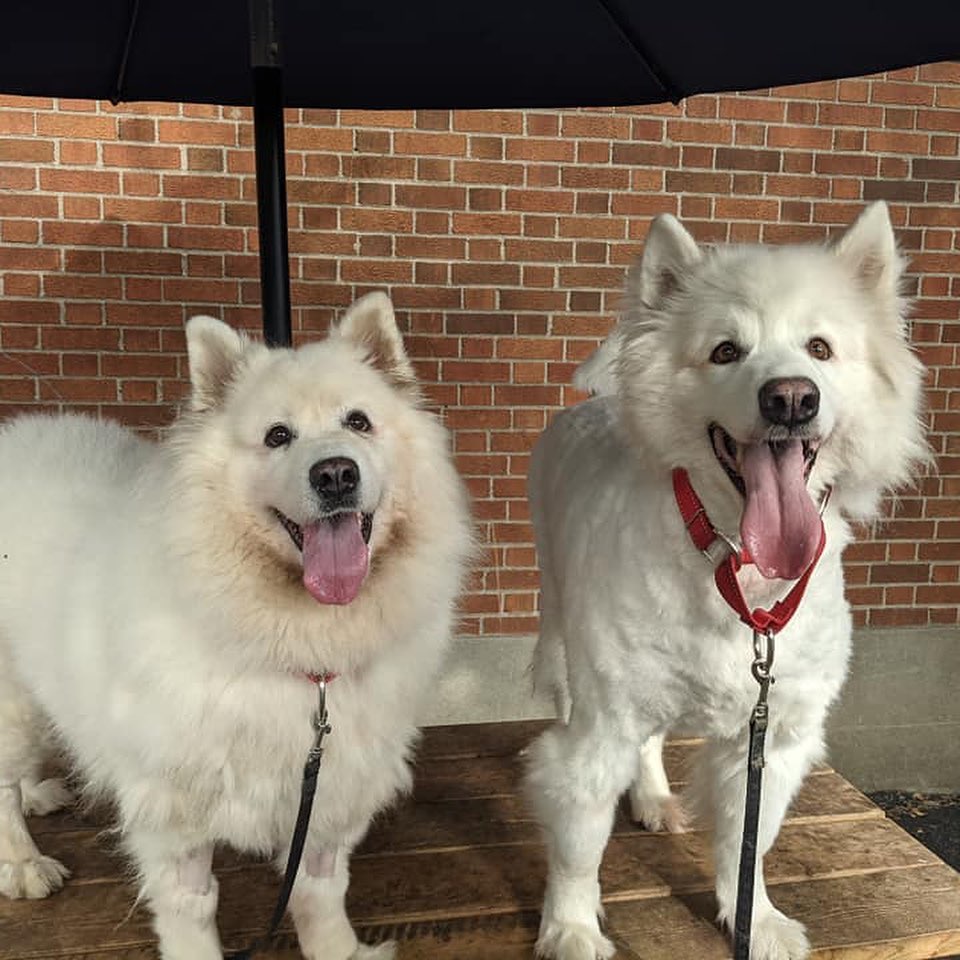 LAEILA ET MAXI VEULENT ÊTRE ADOPTÉS ENSEMBLE 💞

Laeila, 6 ans, et Maxi, 5 ans, ont toujours habité sous le même toit, et la SPCA de Montréal souhaite leur trouver une famille aimante qui les gardera unis. Très attachants, ces magnifiques chiens ont des personnalités bien distinctes, mais qui se complètent à merveille. Par exemple, Laeila a tendance à « chanter » pour exprimer ses besoins, alors que Maxi le fait en jappant doucement. Sans même voir les deux compagnons, vous saurez instantanément lequel vous « parle »! Et si Laeila adore les câlins et les siestes sur le divan, Maxi, quant à lui, préfère courir et apprendre de nouveaux trucs. Les deux toutous ont aussi plusieurs points en commun : ils adorent être ensemble, apprécient les longues randonnées dans la nature, aiment mâchouiller des peluches (sous supervision, bien entendu) et s’amuser avec des jouets de type Kong remplis de nourriture molle.

Pour rencontrer ces deux boules de neige, envoyez un courriel à formulairesadoption@spca.com en mentionnant «  Laeila et Maxi » dans l’objet du courriel.

//
LAEILA AND MAXI WANT TO BE ADOPTED TOGETHER

Laeila (6) and Maxi (5) have always lived under the same roof, and the Montréal SPCA wants to find them a loving family who will keep them together. These beautiful dogs are very endearing and have distinct personalities, but they complement each other marvellously. For example, Laeila tends to “sing” to express her needs, while Maxi does so with soft barks. No need to have a visual, you’ll instantly know which one of the two companions is “talking” to you! While Laeila loves to cuddle and nap on the couch, Maxi prefers to run around and learn new tricks. They also have a lot in common: they love each other’s presence, long walks in nature, chewing on stuffed animals (under supervision, of course) and playing with Kong toys filled with soft food.

To meet these two snowballs, send an email to formulairesadoption@spca.com mentioning “Laeila and Maxi” in the subject line.