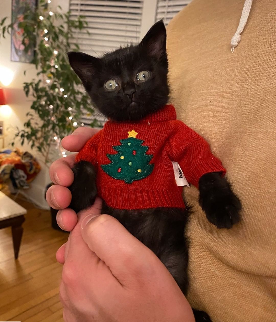 'Tis officially the season! The Baby is looking as cute as ever in her holiday sweater. Believe it or not, this sweater was not intended for a kitten. Can you guess what it first belonged to? Put your guesses in the comments!