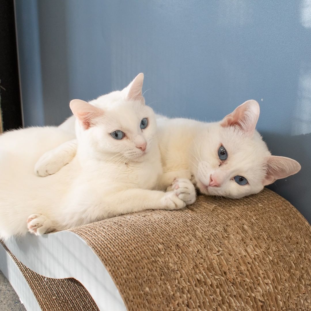 While Steven and Catalina wait for homes of their very own, they love to spend their days cuddled up close in a sunny spot on their catio. Our hearts just melt for these very special kitties!

If yours does, too, then come meet Steven and Catalina this week at the LifeLine Community Animal Center. ❤

<a target='_blank' href='https://www.instagram.com/explore/tags/instacat/'>#instacat</a> <a target='_blank' href='https://www.instagram.com/explore/tags/cuddlepuddle/'>#cuddlepuddle</a> <a target='_blank' href='https://www.instagram.com/explore/tags/sheltercatsofinstagram/'>#sheltercatsofinstagram</a> <a target='_blank' href='https://www.instagram.com/explore/tags/adoptdontshop/'>#adoptdontshop</a> <a target='_blank' href='https://www.instagram.com/explore/tags/OurCityOurAnimals/'>#OurCityOurAnimals</a>