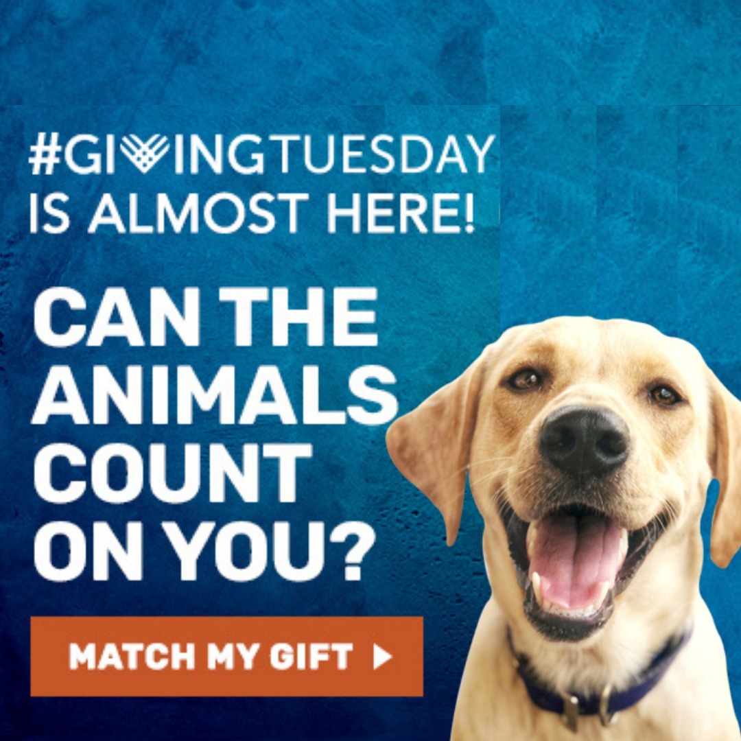 We are so excited for this year's Giving Tuesday we've decided to start early!

Donate today through Giving Tuesday and have your donation matched up to $5,000 💙

Double the impact of your donation by visiting petnetwork.org/donate