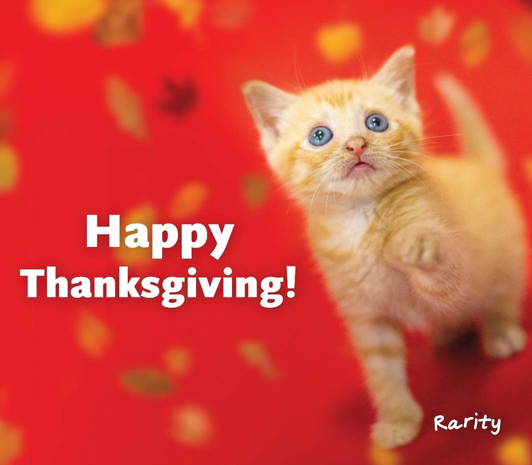 Rarity is home for Thanksgiving, thanks to you. ❤️

Born outdoors in the elements, Rarity lost both of her siblings and was in desperate need of medical care. Your generosity and support made her rescue possible and helped her grow strong and healthy.

We hope you have a very Happy Thanksgiving! ❤️
.
.
.
.
.
Image description: photo shows a small orange kitten named Rarity pawing at falling leaves. Text says 