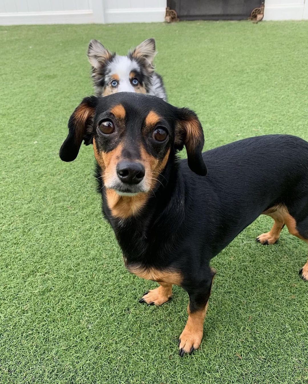 Happy <a target='_blank' href='https://www.instagram.com/explore/tags/minidogmonday/'>#minidogmonday</a> from Ollie, Lucy, Alex, Simon, Daisy and our new furiend Newt!