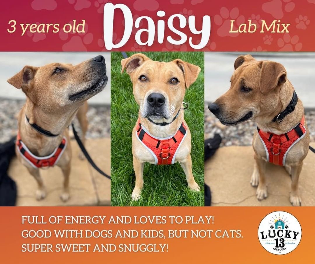 Daisy is a 3 year old Lab mix who is an overall joy to have around! 

This energetic, adorable girl would do best in a home with other dogs that can handle her energy level and that love to play as much as she does. Daisy would totally be a great walking or running partner! As much as she loves to run around and play, she also loves to cuddle and show her people love. 

Do you have a place in your heart and home for Daisy? 🏠❤️

https://www.petfinder.com/dog/daisy-53030079/mo/kansas-city/lucky-13-rescue-inc-mo689/

Interested in adopting? https://www.shelterluv.com/matchme/adopt/LUCK/Dog.