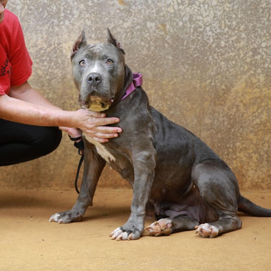 If you took home a shelter pet over Thanksgiving and fell in love with them, their adoption fee is 50% off just for you! Want to keep them a little longer? That's wonderful! Just email fosters@kauaihumane.org or come into the shelter at your scheduled drop off time to let us know that you'd like to continue fostering your holiday pet. We have a very full shelter right now and so having animals in foster homes not only improves the animal's health, but it helps free up space and resources for the animals in the shelter. Mahalo for your help!

<a target='_blank' href='https://www.instagram.com/explore/tags/homefortheholidays/'>#homefortheholidays</a> <a target='_blank' href='https://www.instagram.com/explore/tags/wesupportfosters/'>#wesupportfosters</a> <a target='_blank' href='https://www.instagram.com/explore/tags/fosteringsaveslives/'>#fosteringsaveslives</a> <a target='_blank' href='https://www.instagram.com/explore/tags/fallinlovewithananimal/'>#fallinlovewithananimal</a>